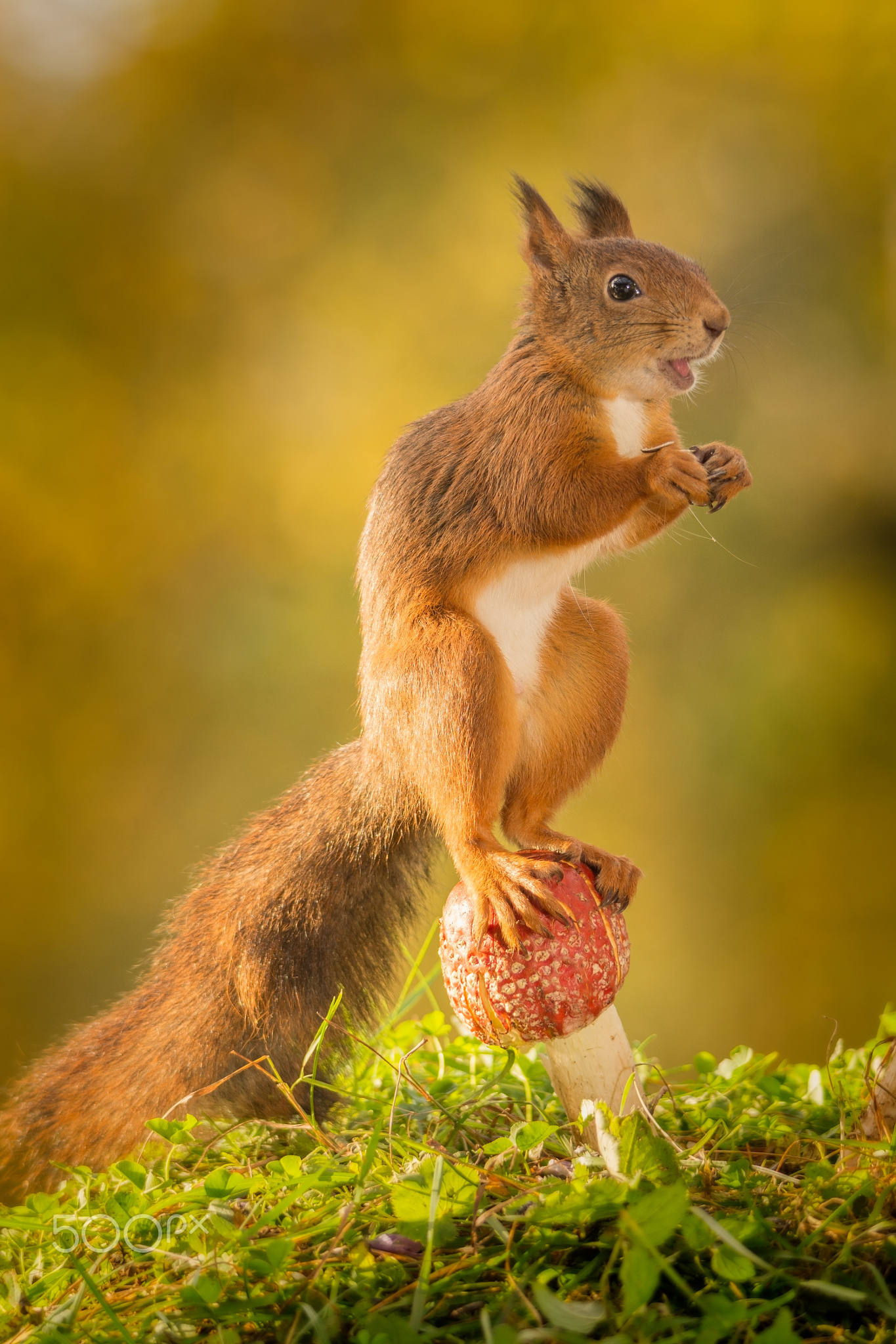 red squirrel standing on mushroom. Geert Weggen | Nutty totties ...