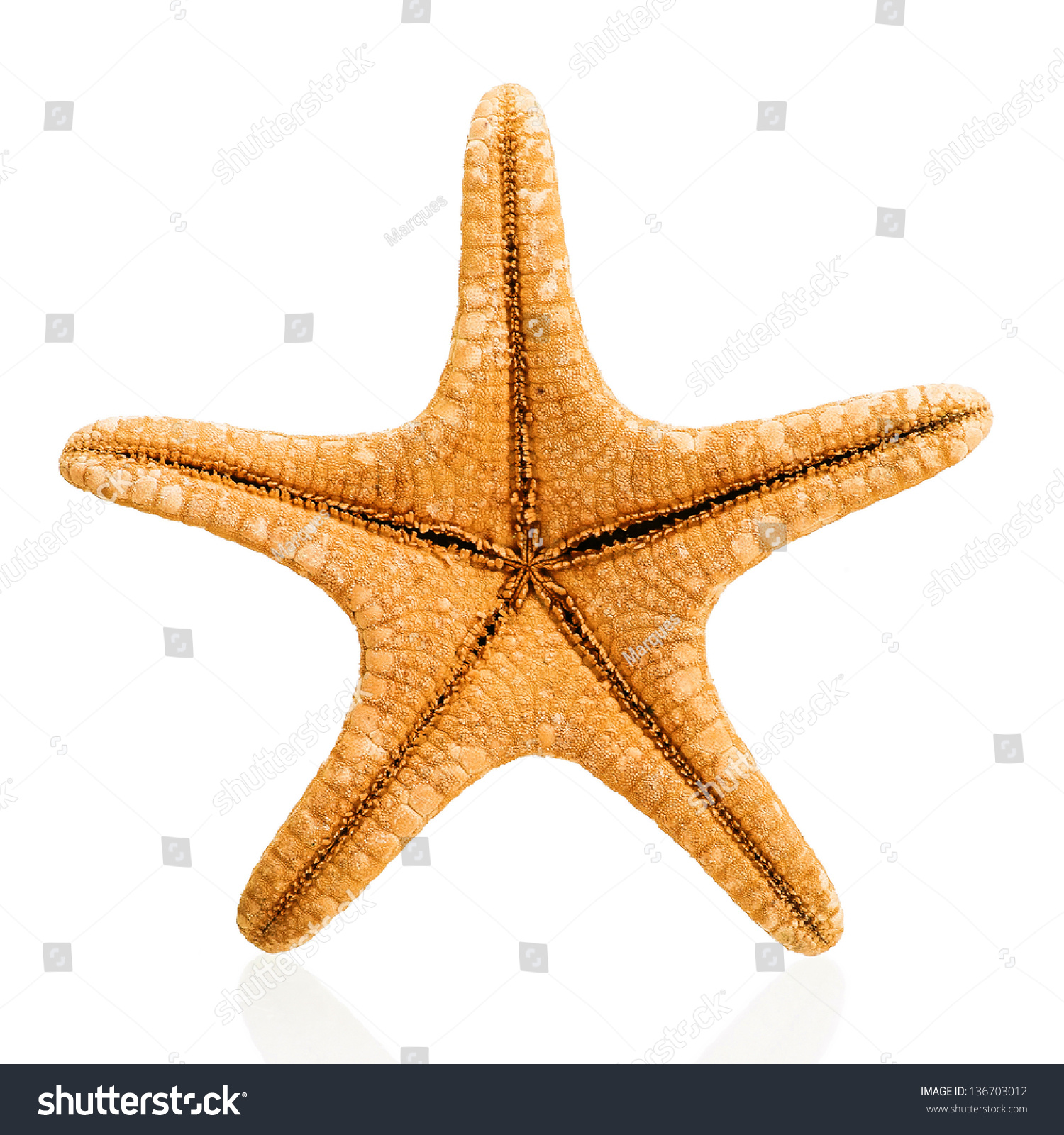 Orange Starfish Isolated On White Background Stock Photo 136703012 ...