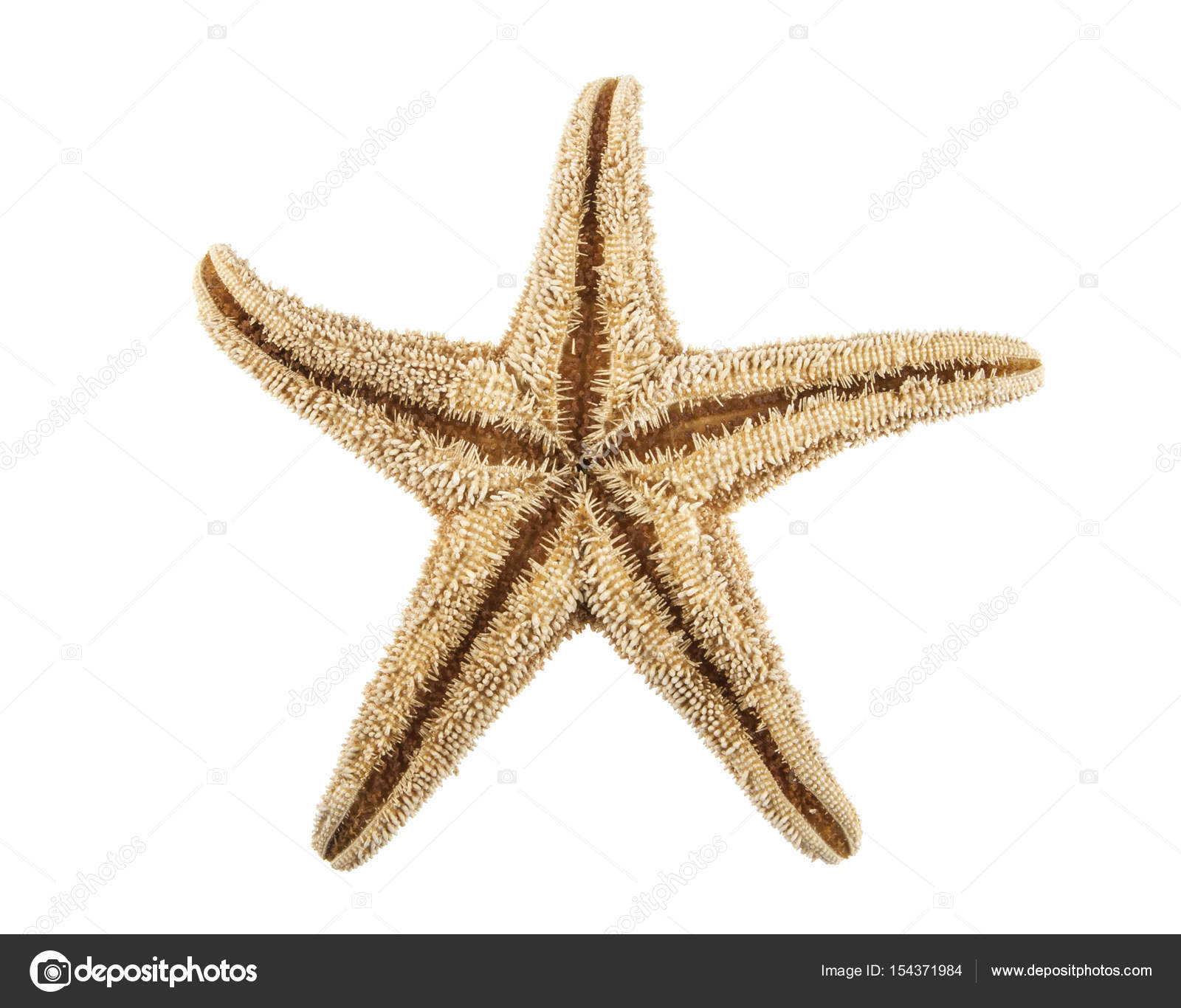 Starfish isolated on white background — Stock Photo © hammann1982 ...