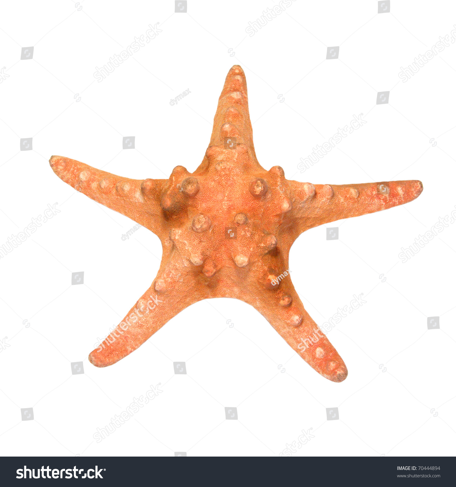 Orange Starfish Isolated Over White Stock Photo 70444894 - Shutterstock