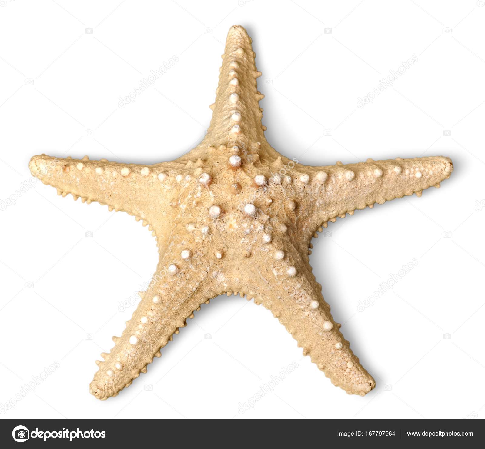 one Starfish isolated — Stock Photo © billiondigital #167797964