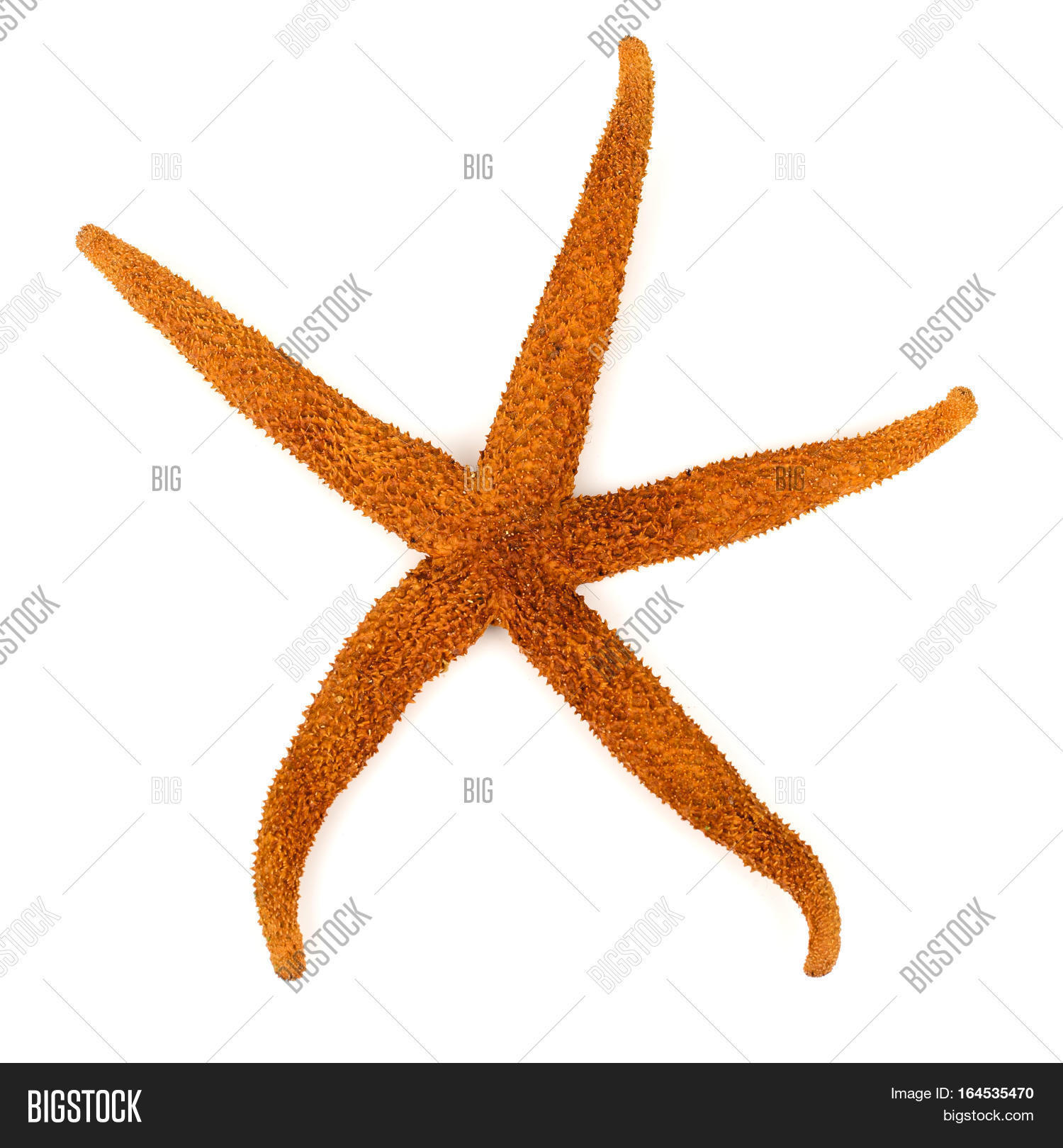Starfish Isolated On White Image & Photo | Bigstock