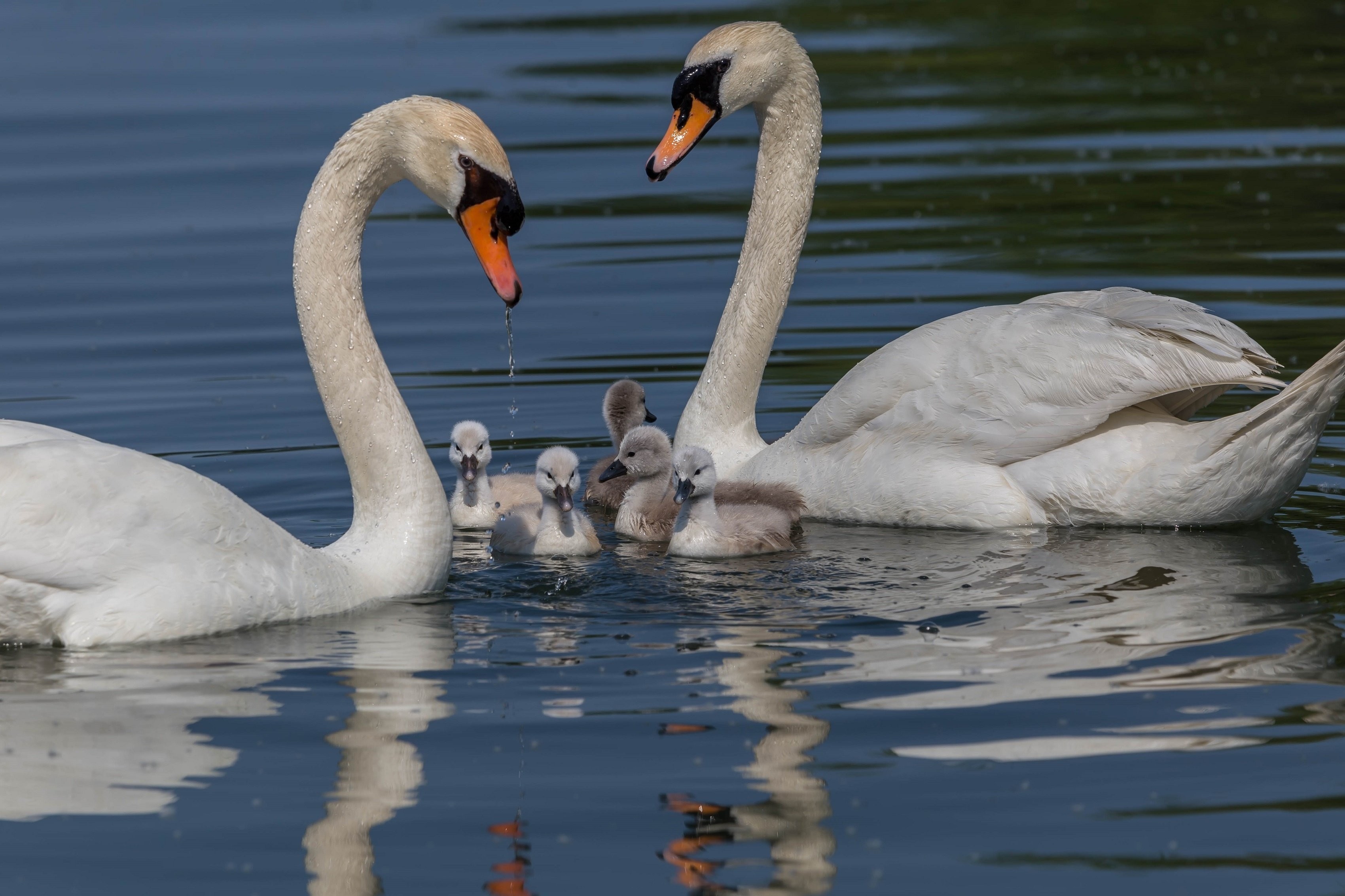 A swan family photo