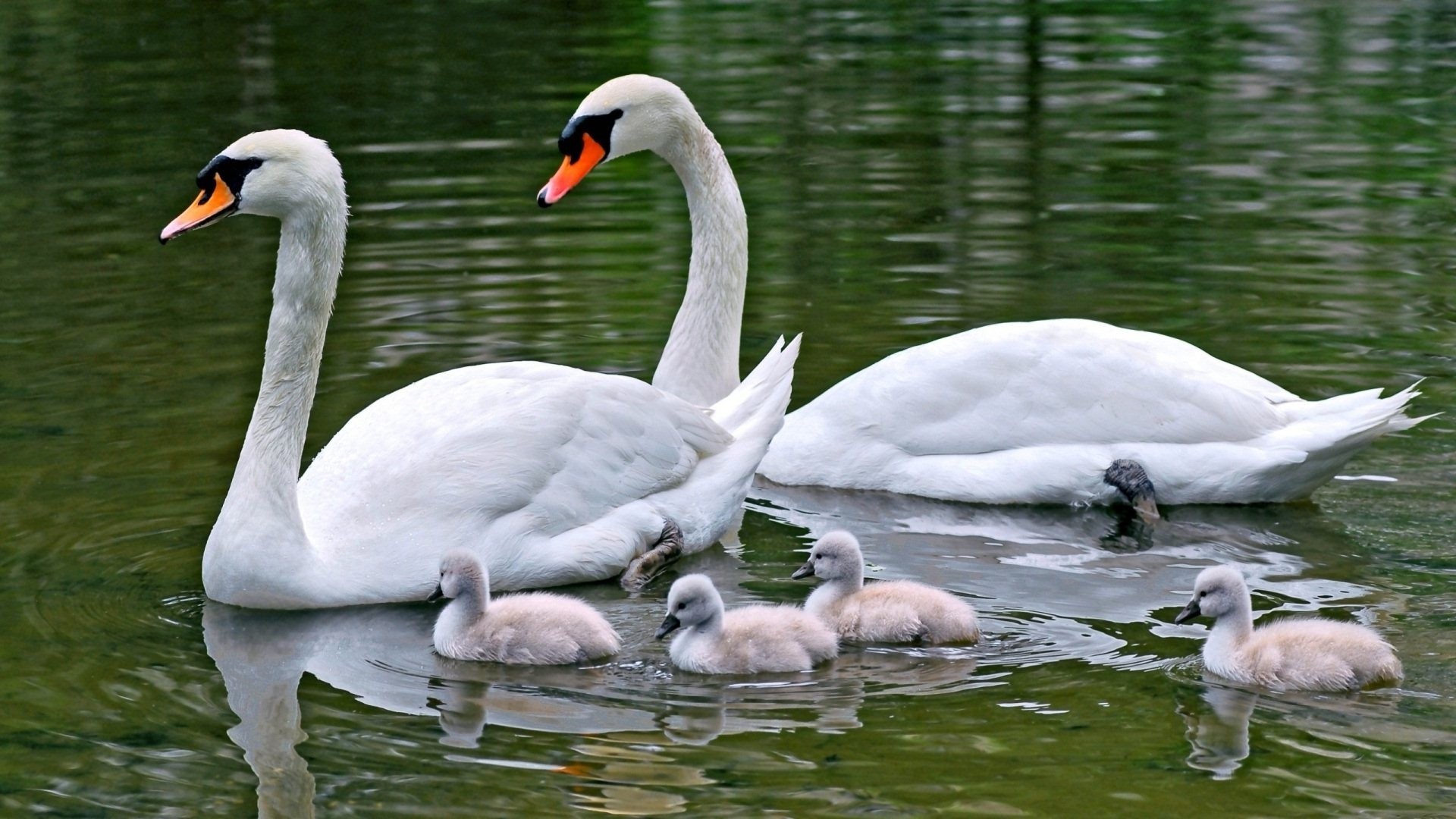 Bird: Swan Family Water River Swans Cute Tropical Birds Picture HD ...