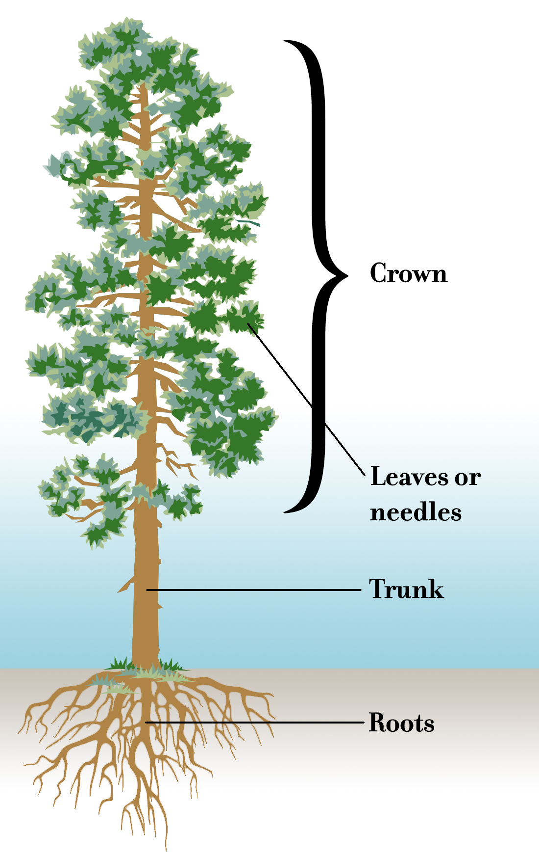 Tree Biology | OregonForests