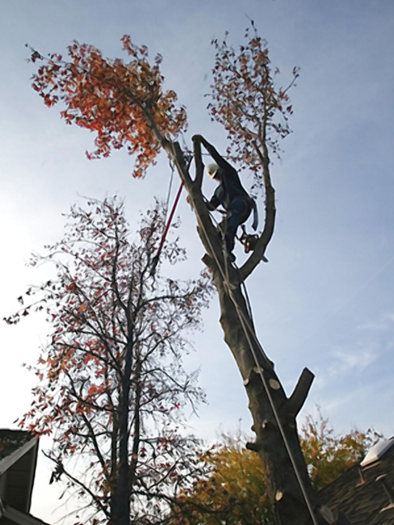 Tree Removal: You May Want to Consider an Expert | HGTV