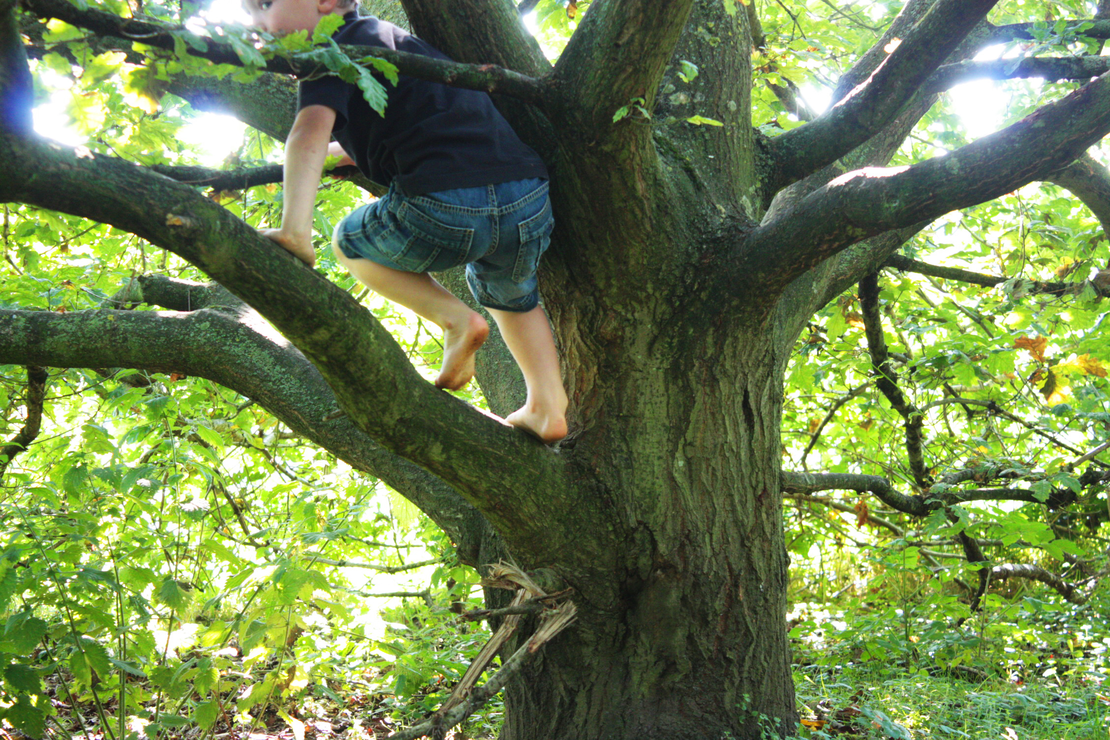Can you climb a tree. How to Climb a Tree. Climb up the Tree.