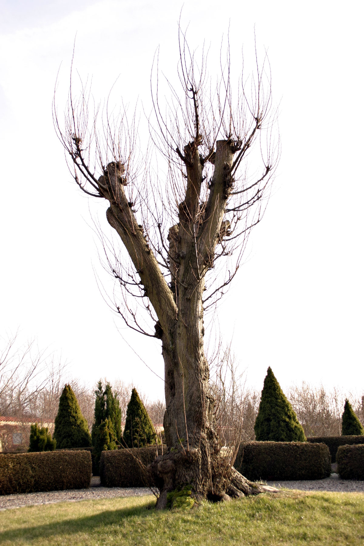 A tree with bare branches photo