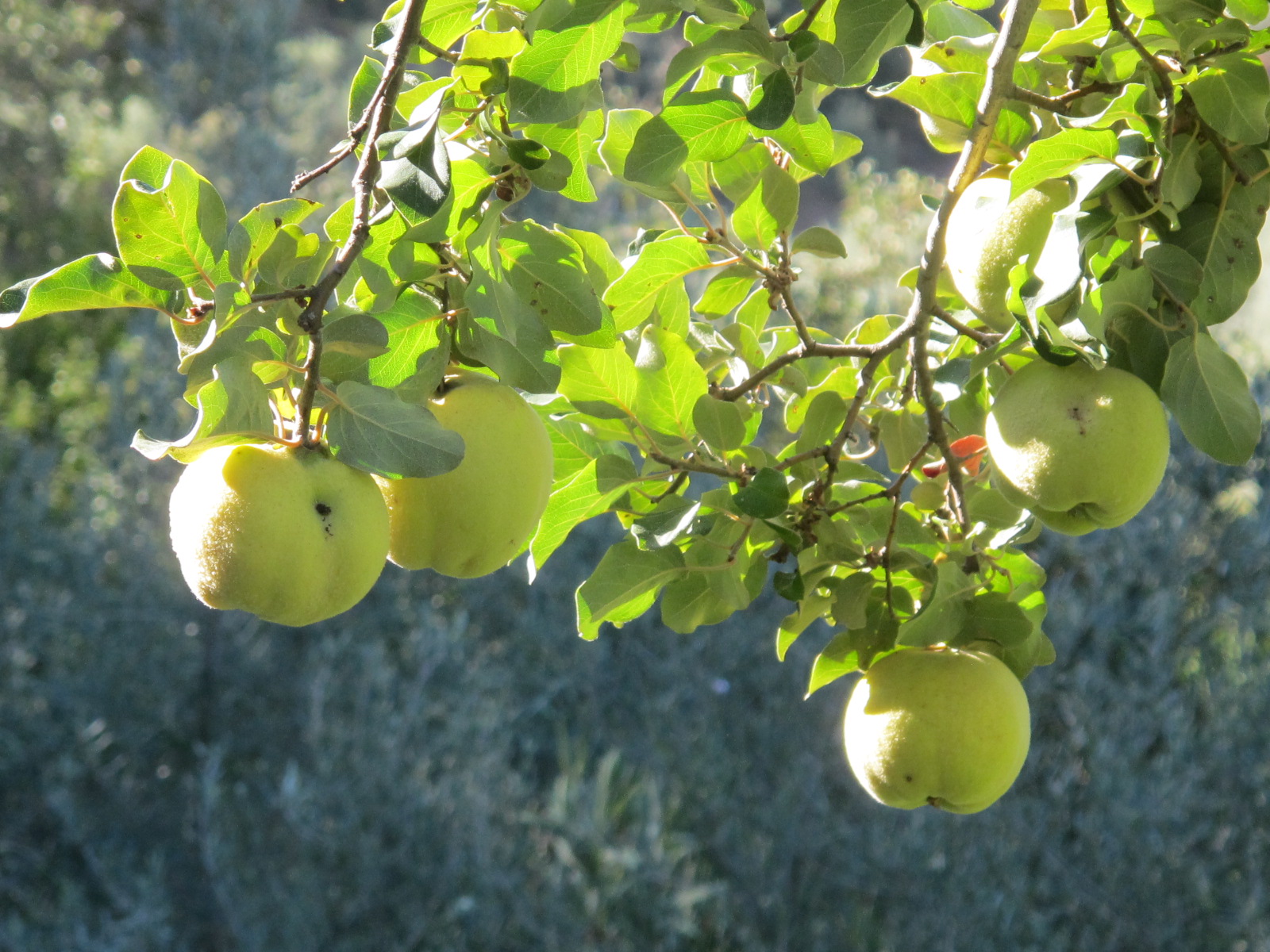 quince on the tree2 | Notes on a Spanish Valley
