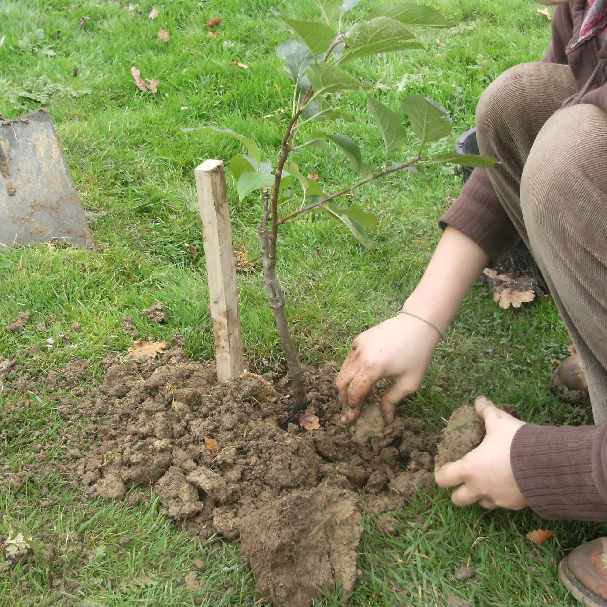 Biodynamically activated new tree support
