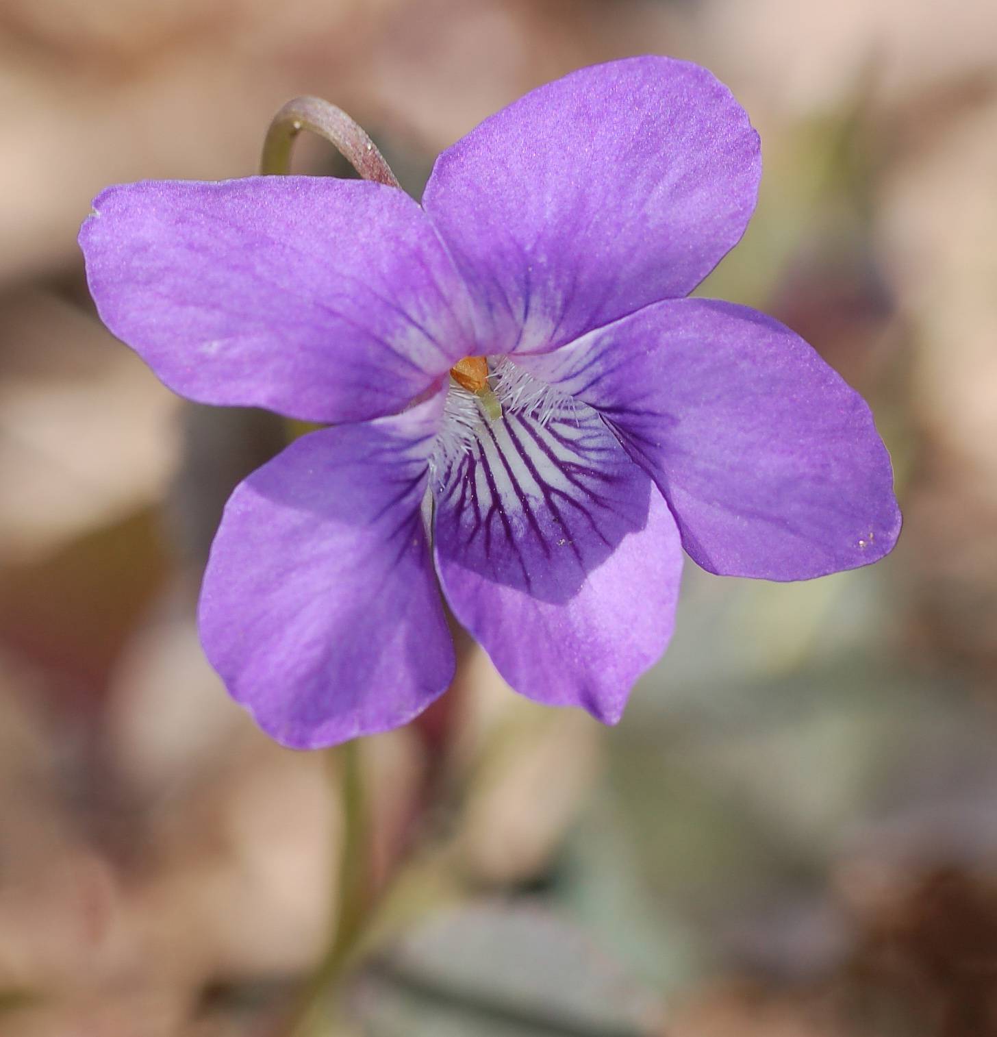 A violet flower photo