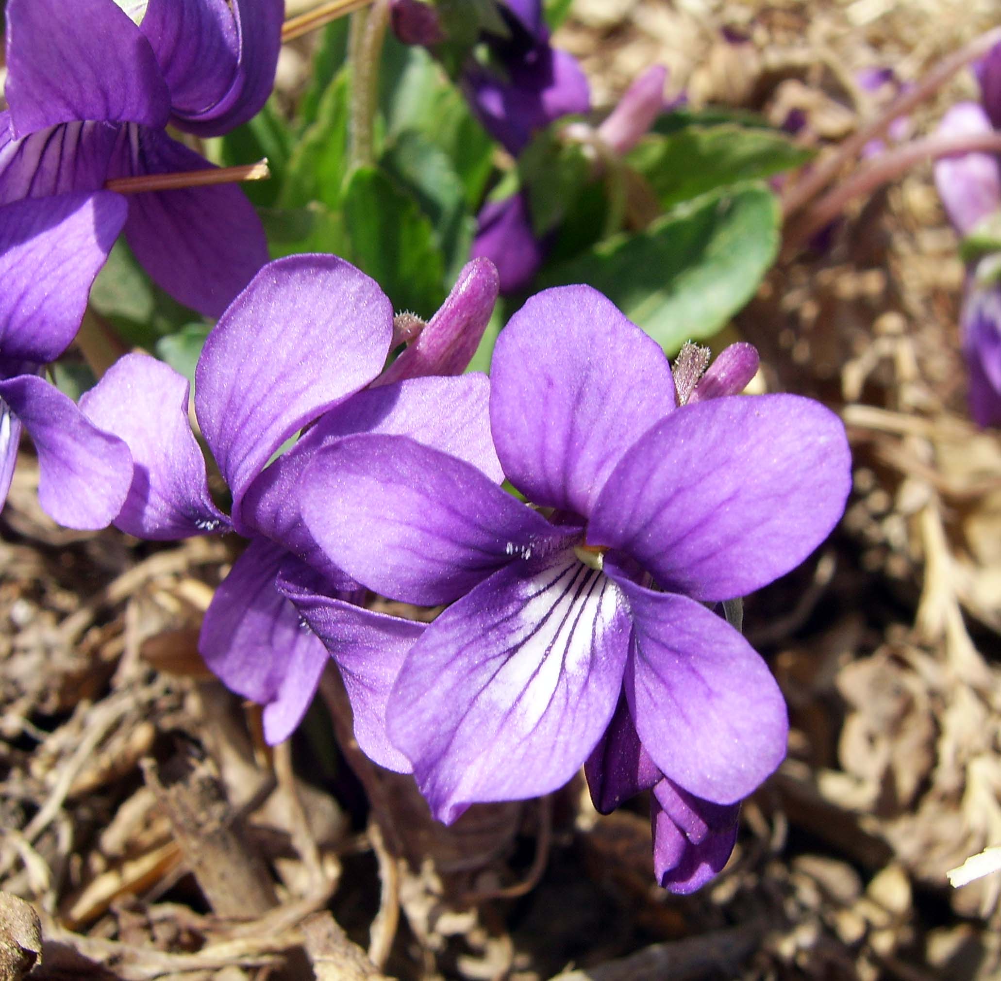 Violet (color) - Wikipedia