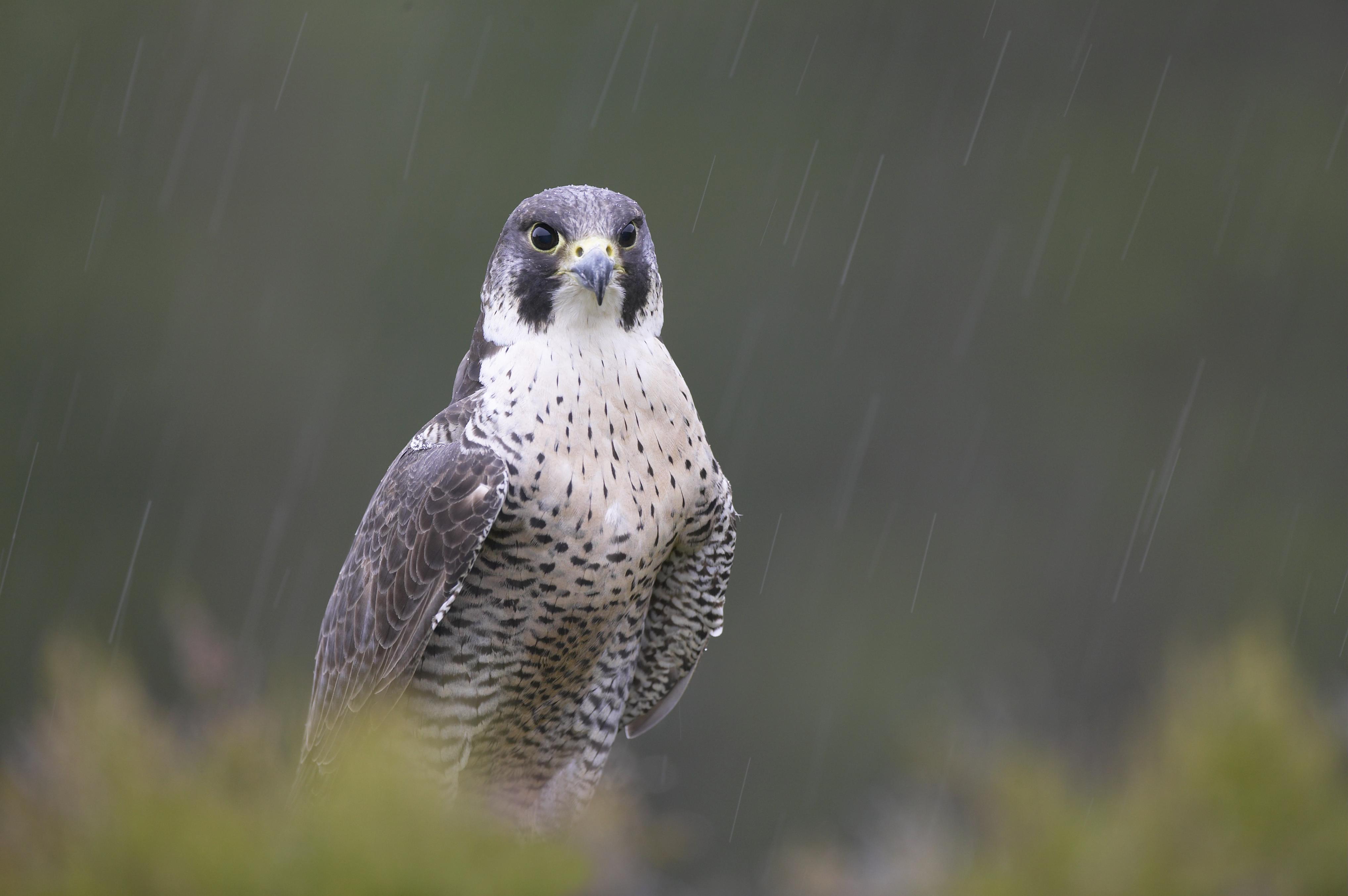 Wild Scotland wildlife and adventure tourism | Birds | Birds of Prey ...