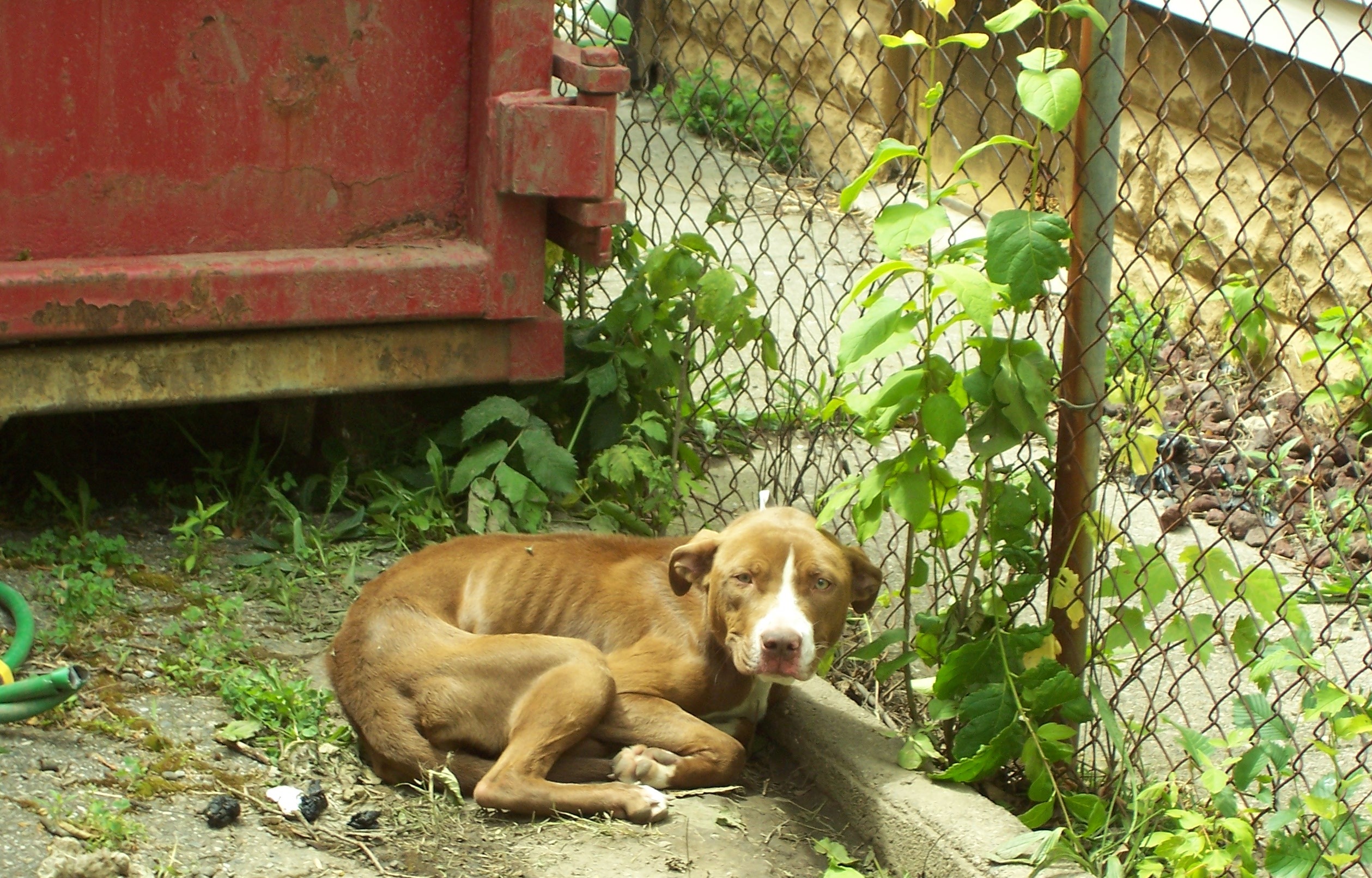 June 7, 2012: Abandoned dog rescue » Michigan Animal Adoption Network