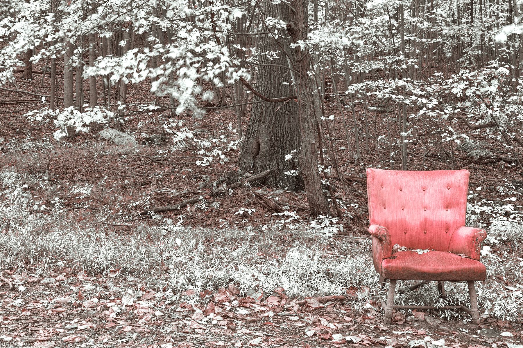 Abandoned forest comfort - pink winter punch hdr photo