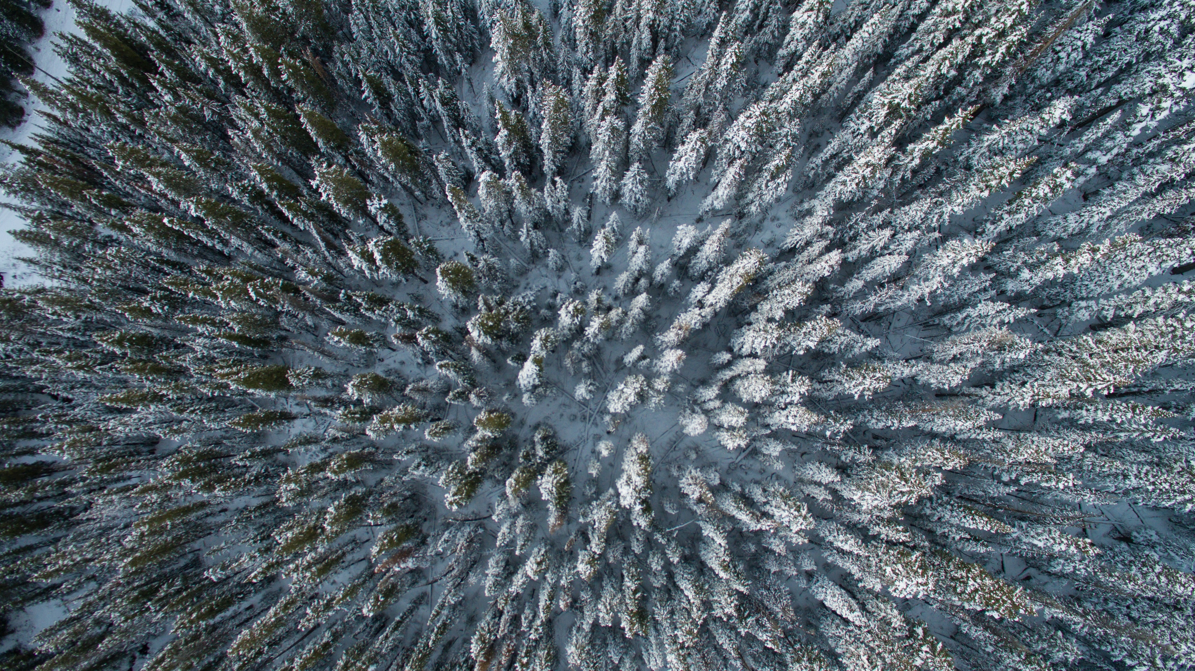 Above, Bunch, Forest, Freeze, Frozen, HQ Photo