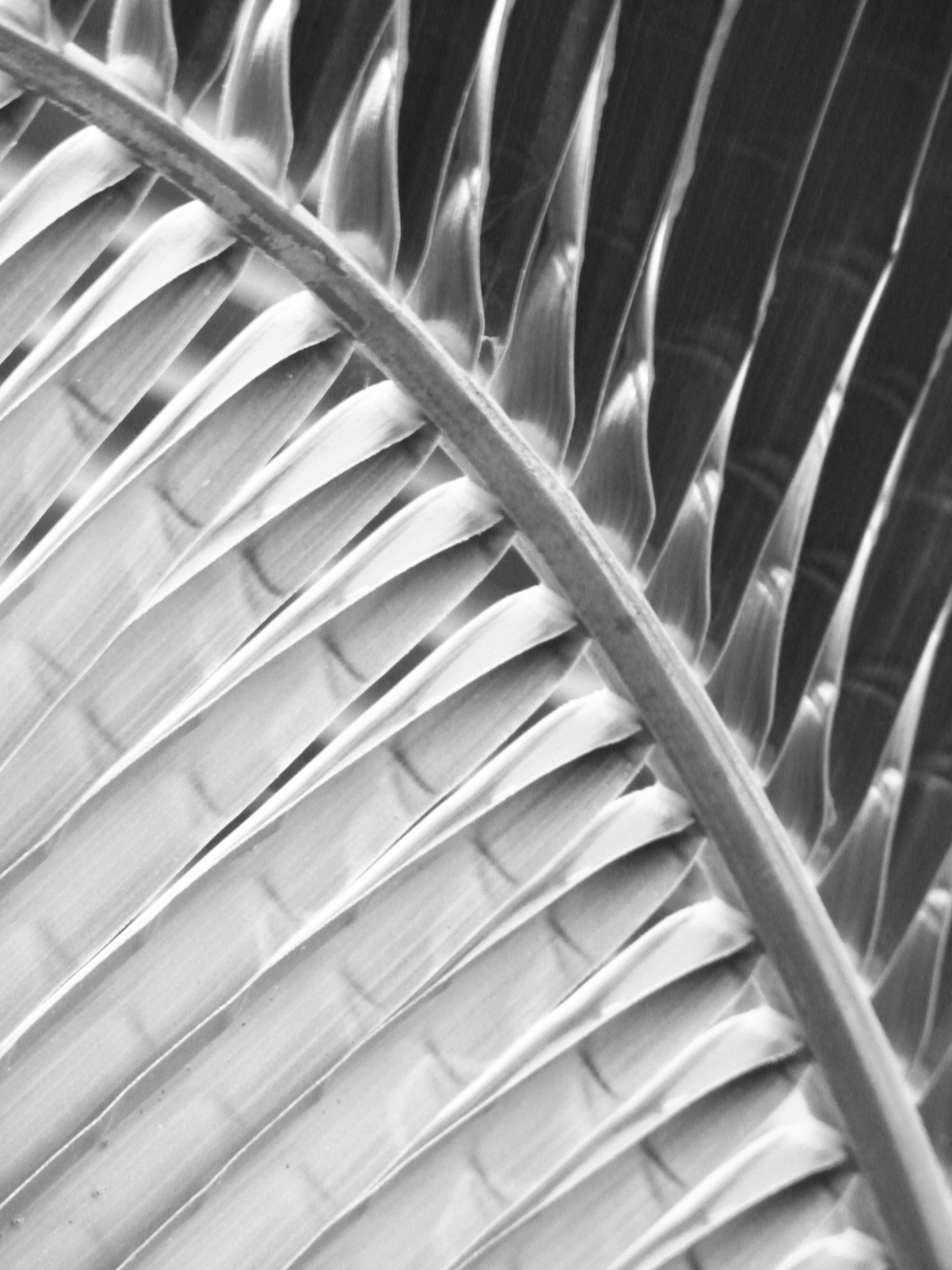 Abstract palm leaf black and white photo