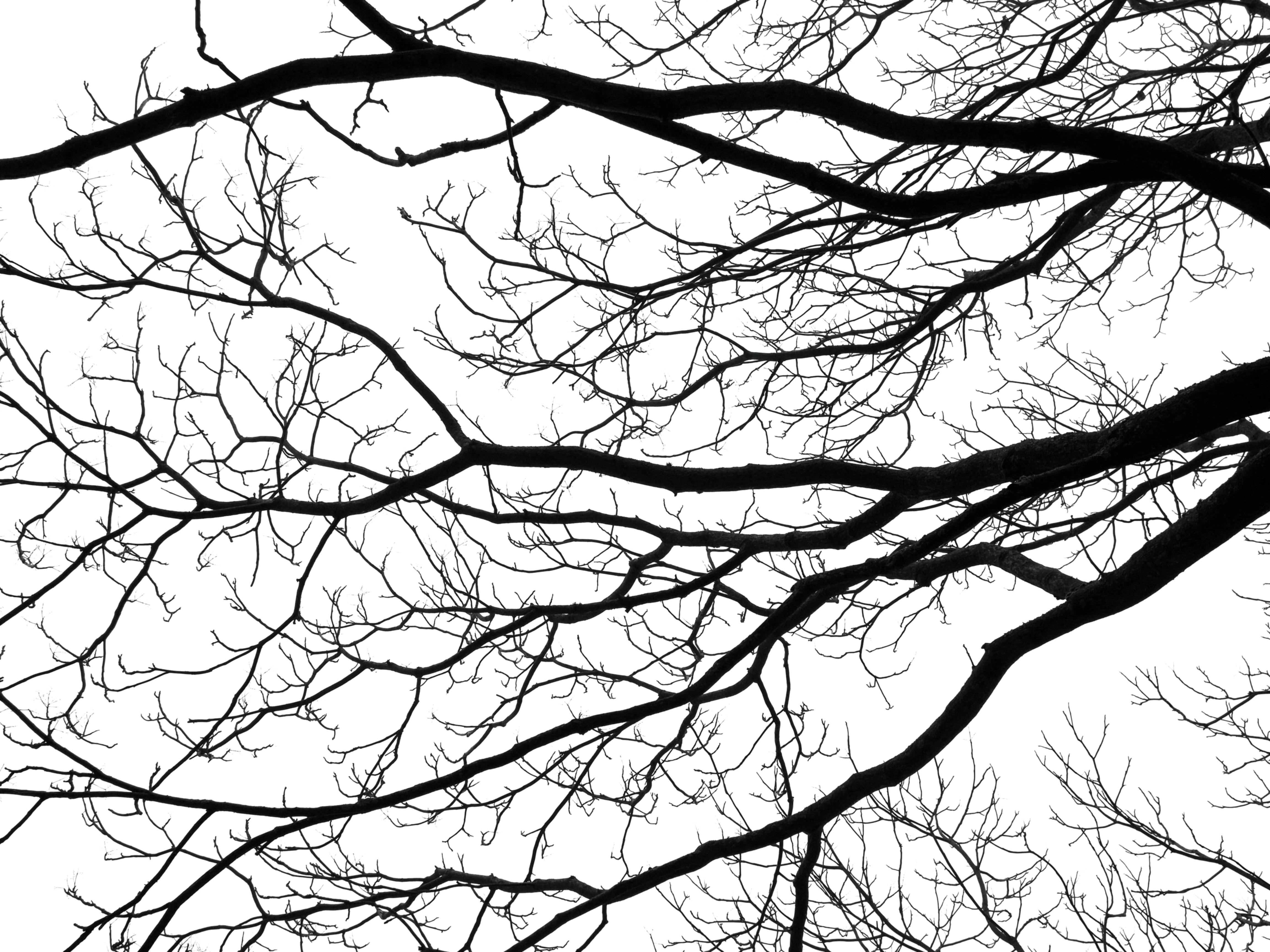 Free Images : tree, branch, silhouette, winter, abstract, black and ...