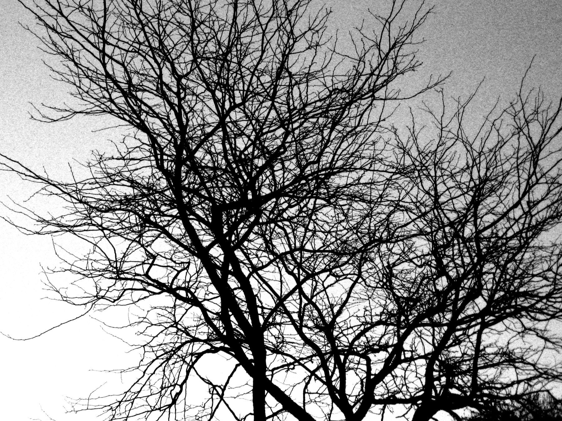 Free photo: Abstract tree branches - Abstract, Bare, Branch - Free