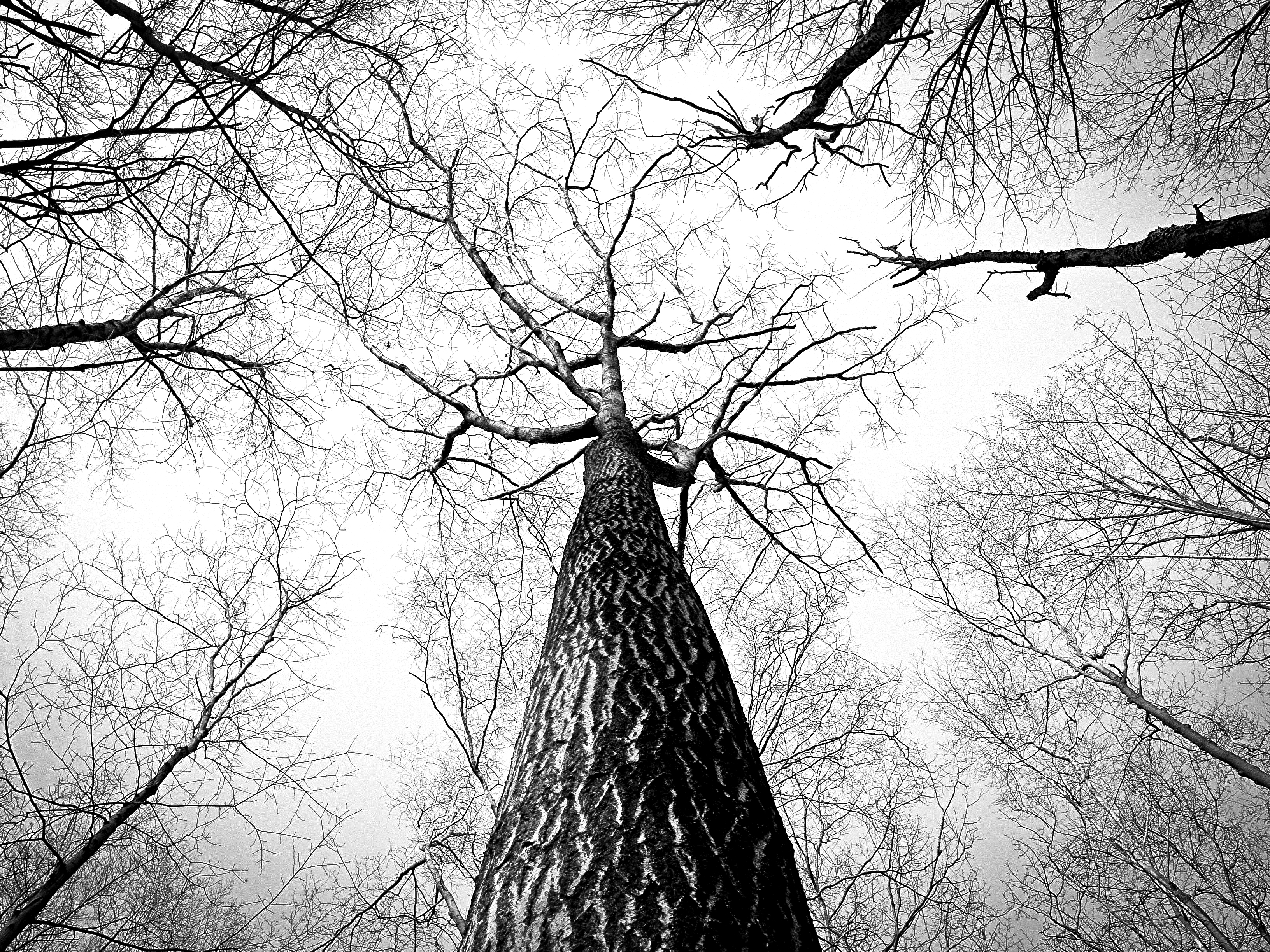 Free Images : branch, winter, black and white, bark, high, twig ...