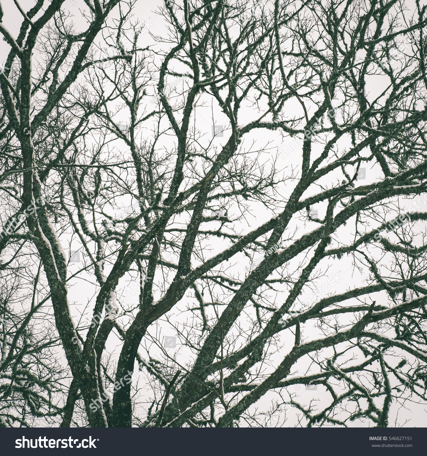 Frozen Abstract Tree Branches Plants Winter Stock Photo (Royalty ...