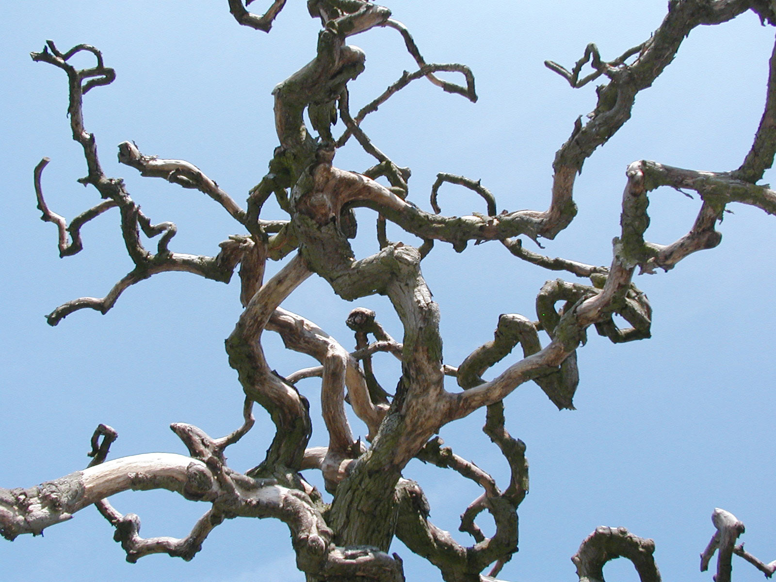 Дерево с изогнутыми ветками
