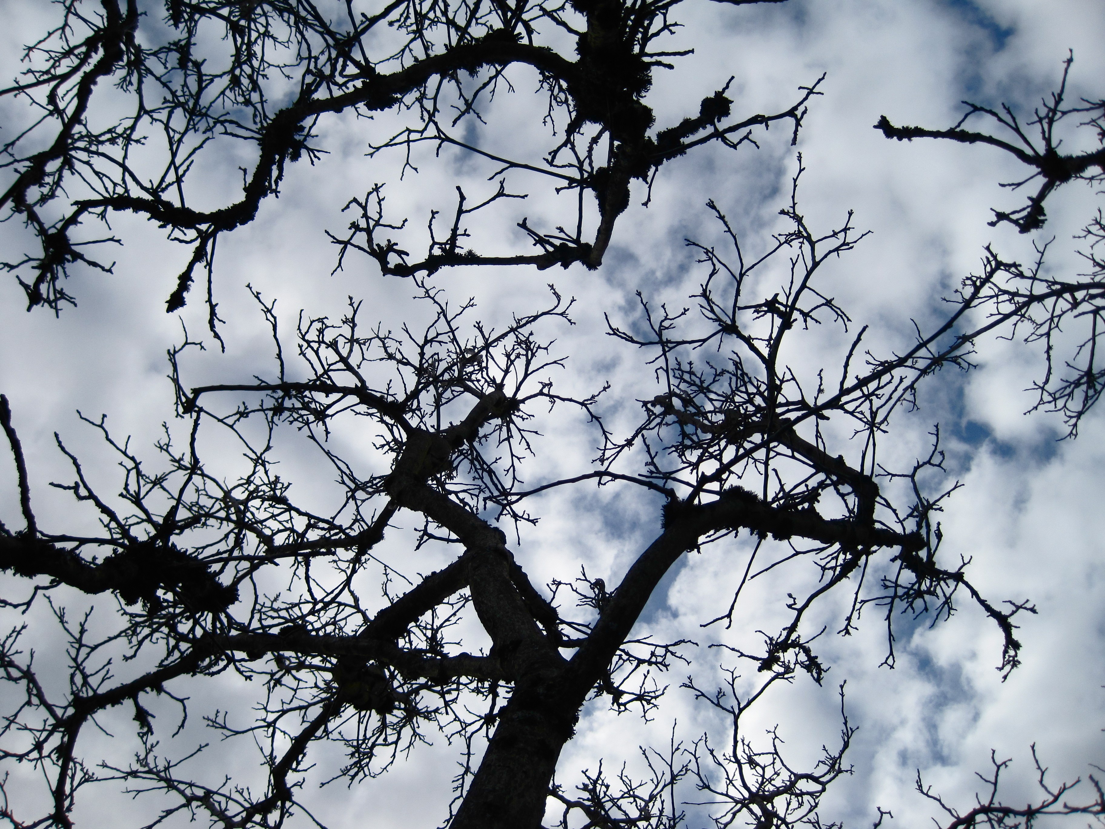 Free photo: Abstract tree branches - Abstract, Bare, Branches - Free