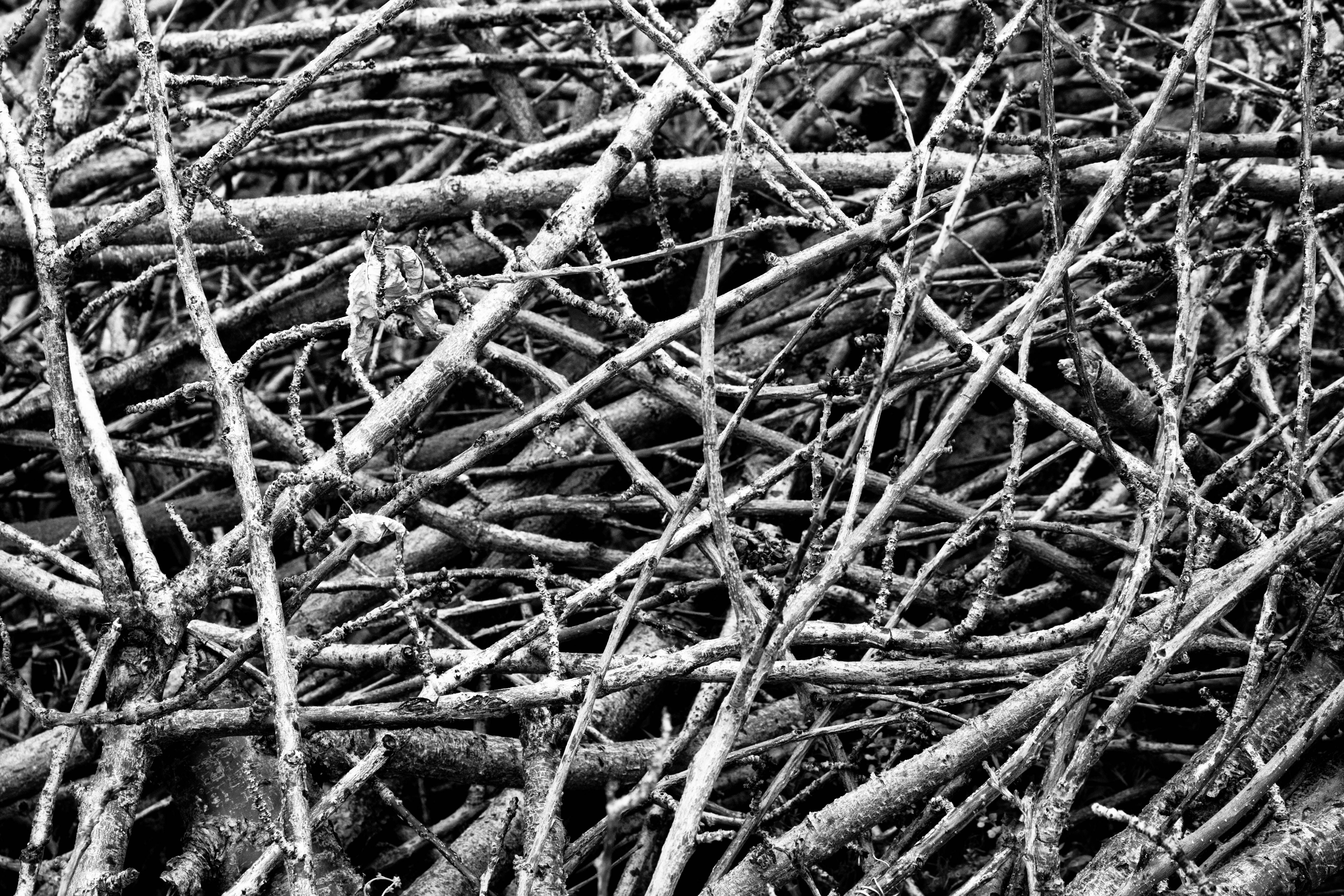 abstract tree branches - Google Search | Texture | Pinterest