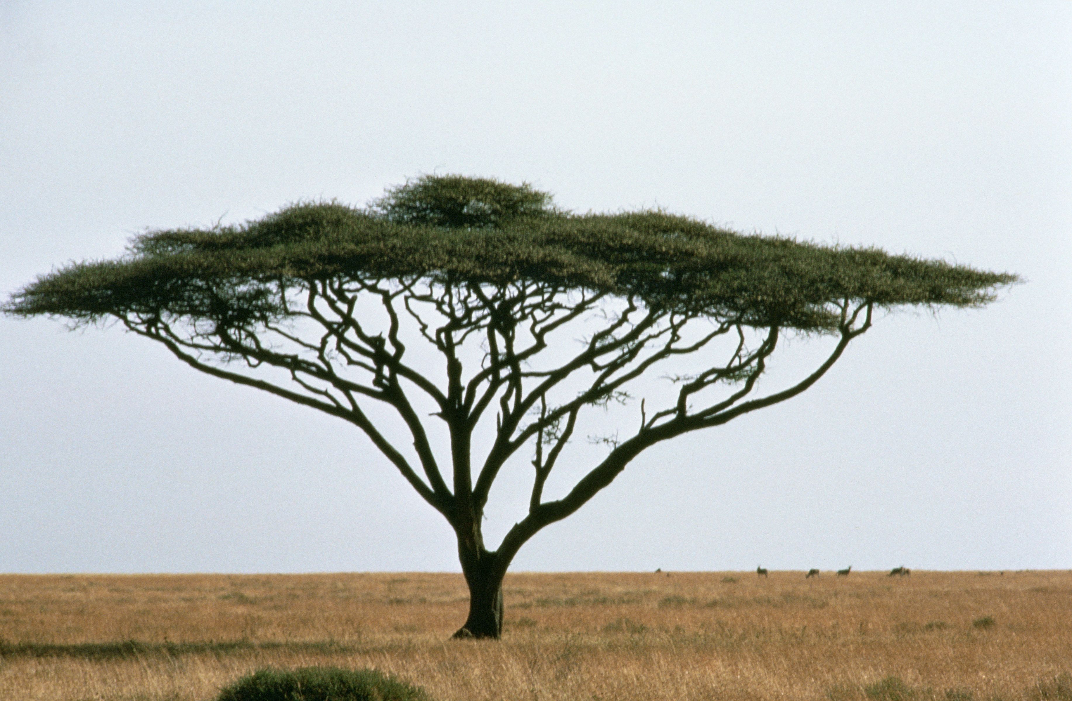 Acacia tree | TuBShvat & Shabbat Shira | Pinterest | Acacia, Africa ...