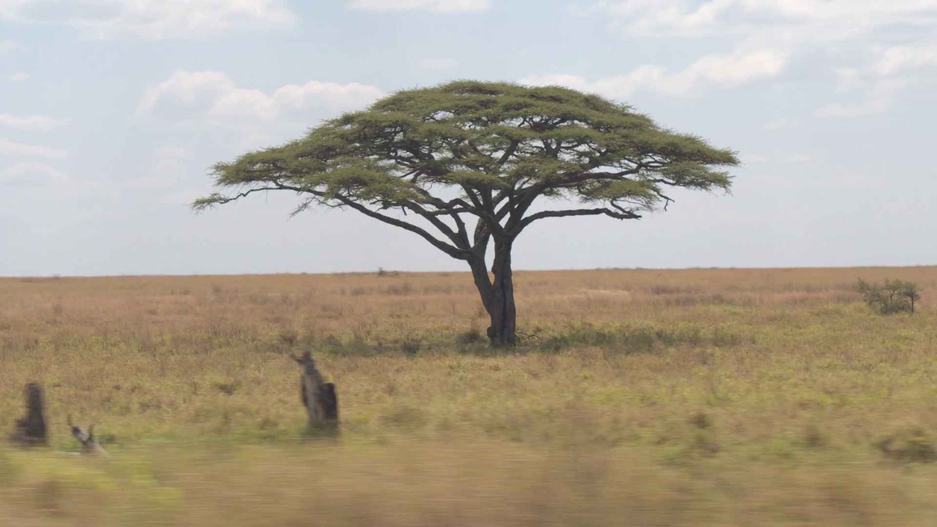 CLOSE UP: Lush acacia tree canopy in the middle of savanna grassland ...