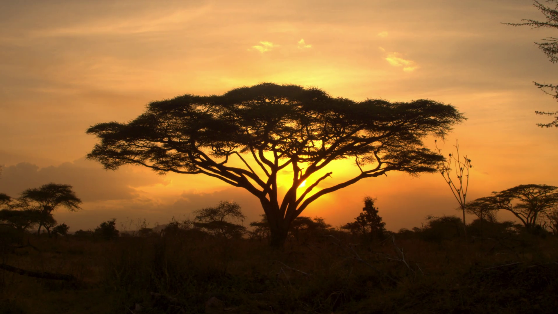 AERIAL: Silhouetted acacia tree canopy at dramatic golden light ...