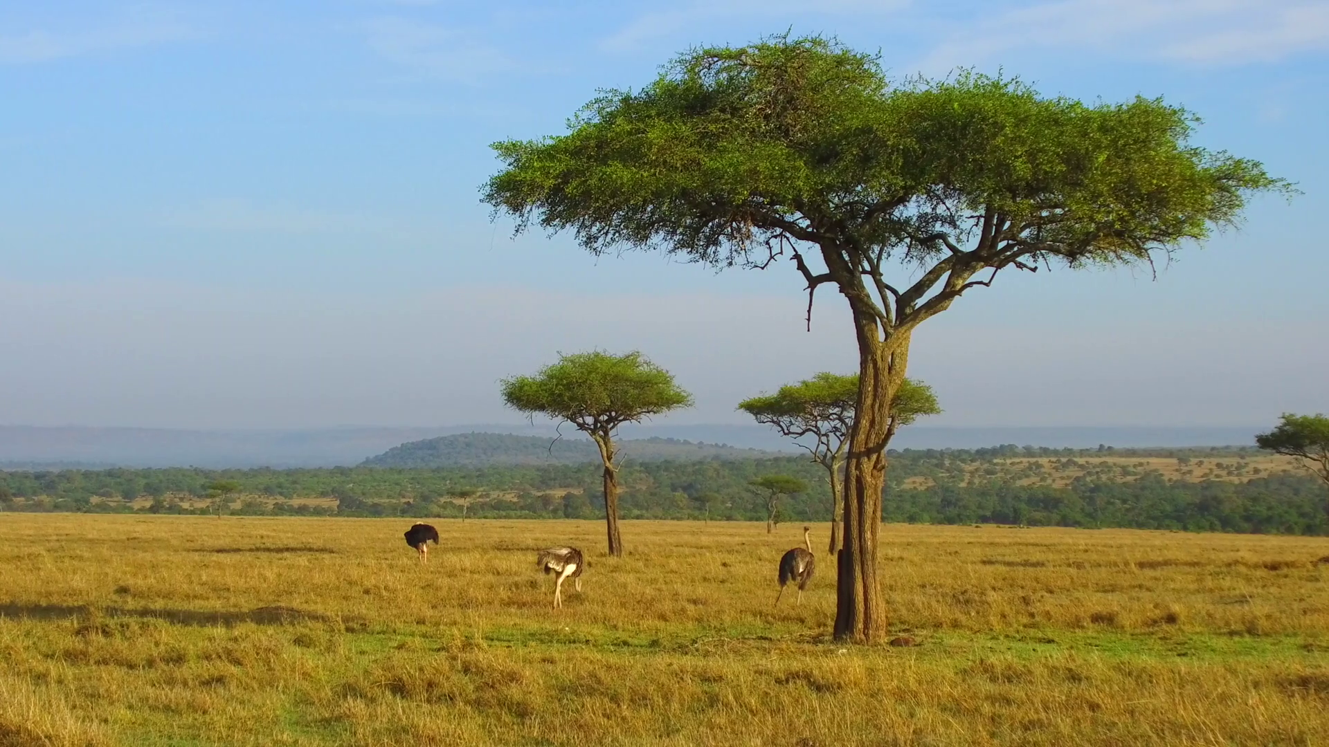 acacia trees and savanna in masai mara national park, kenya Stock ...
