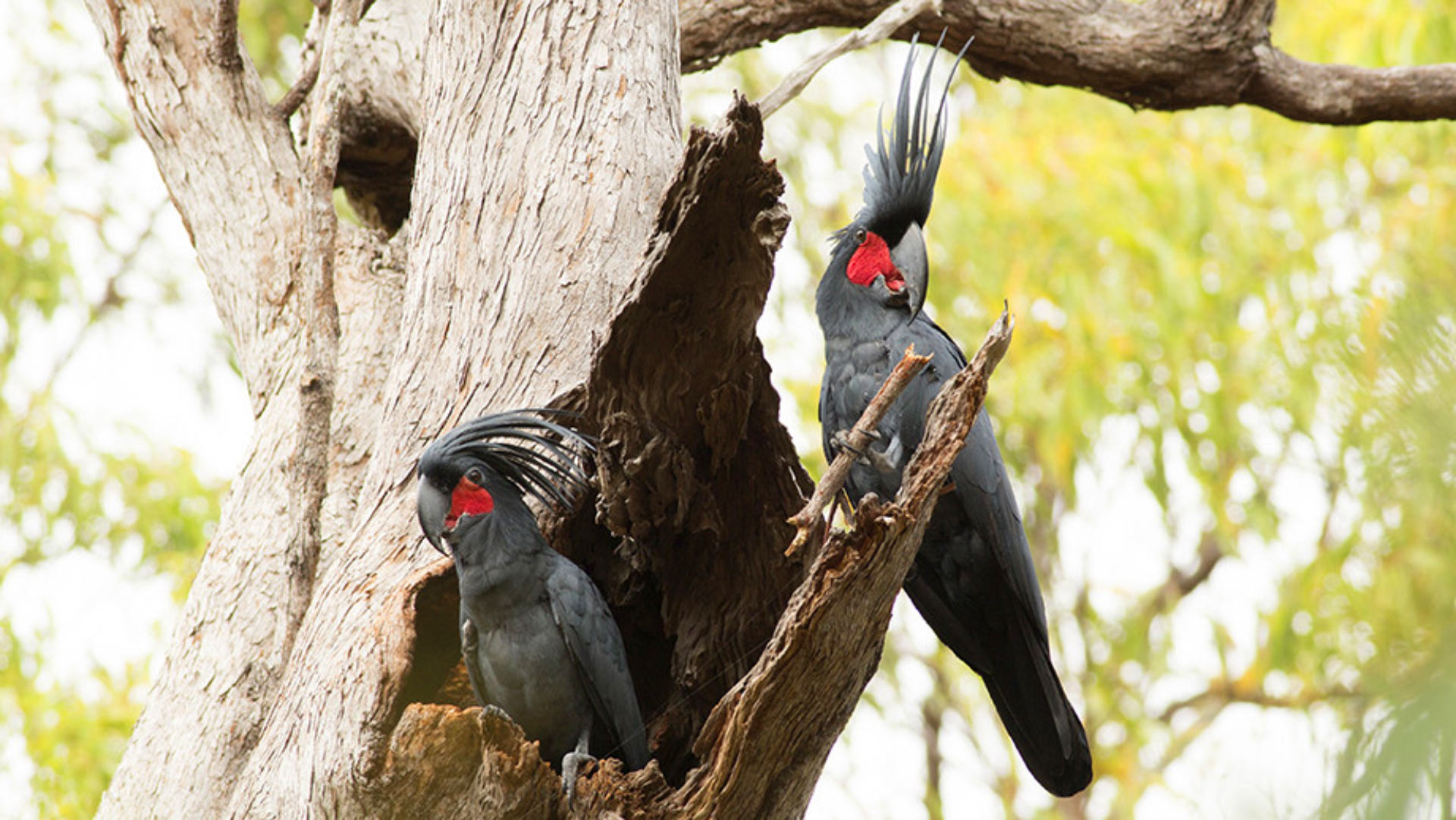 Male Palm Cockatoos Play Drums to Attract Mates | Biology | Sci-News.com