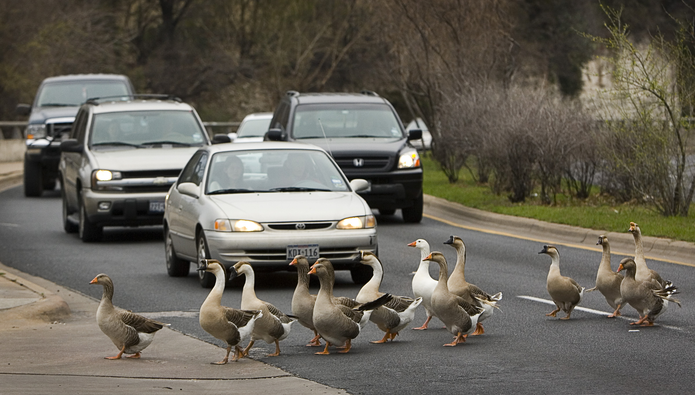 Why did the geese cross the road? – Collective Vision | Photoblog ...