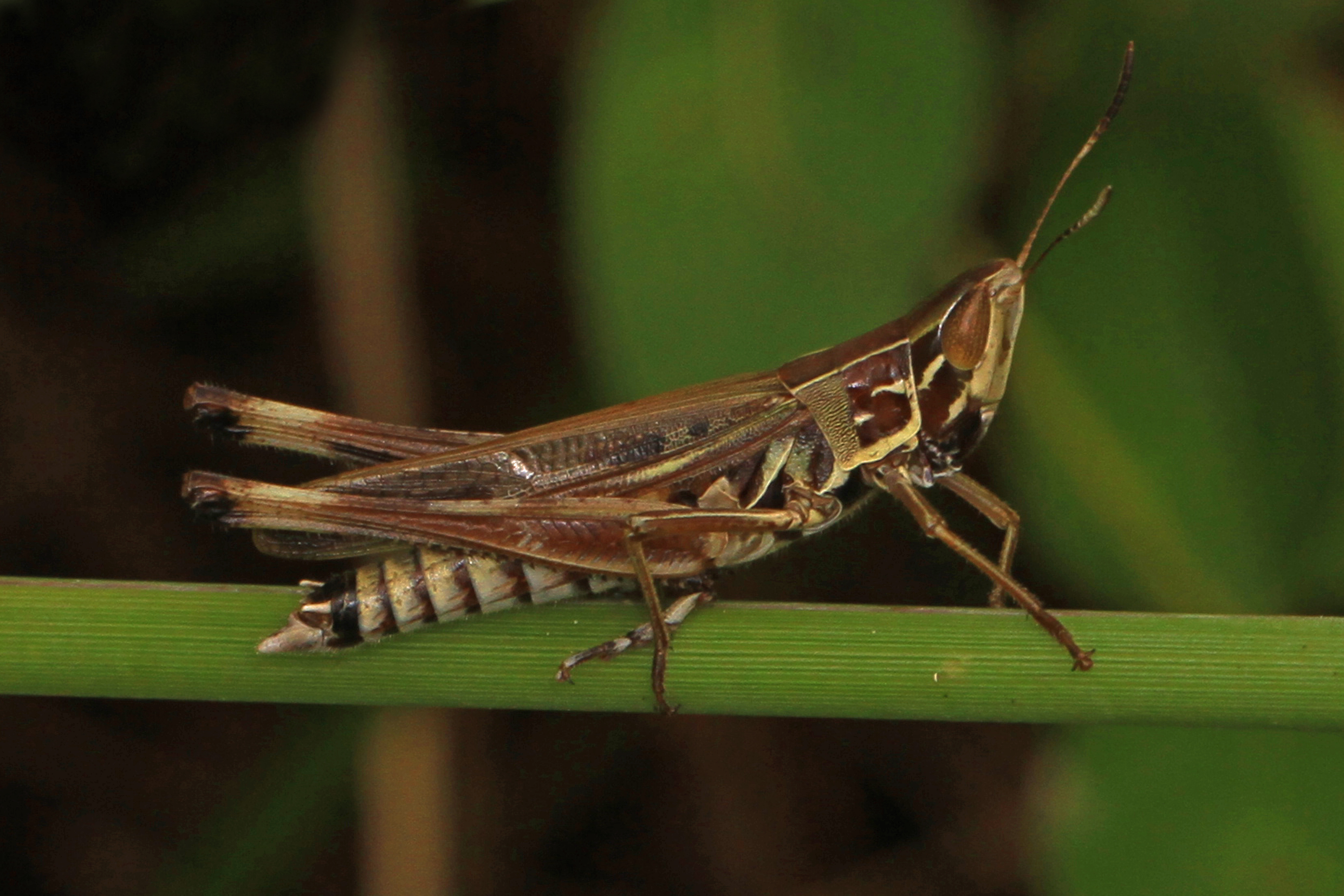 File:Admirable Grasshopper - Syrbula admirabilis, Occoquan Bay ...