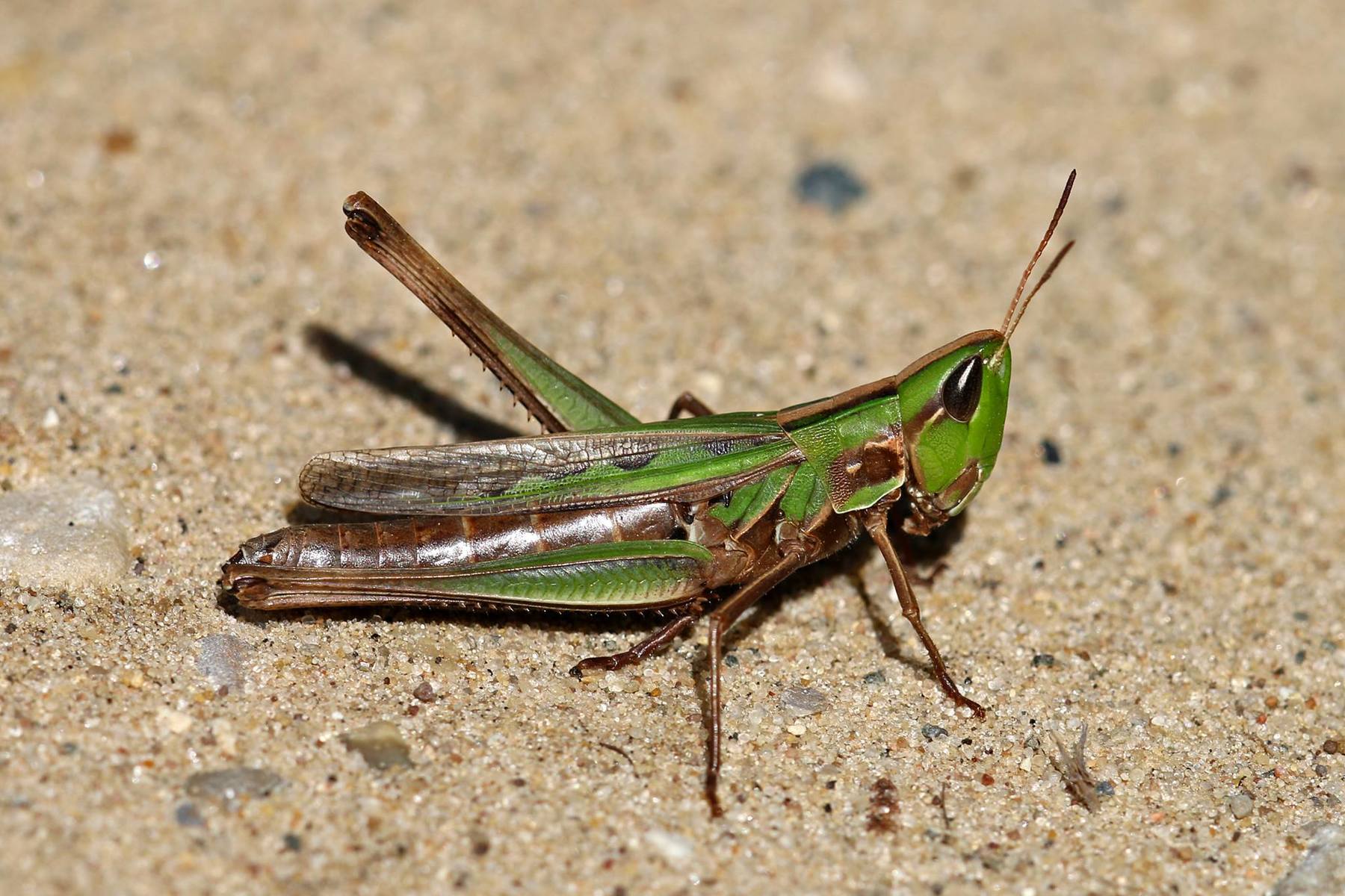 Fall: the season for spotting grasshoppers | Illinois