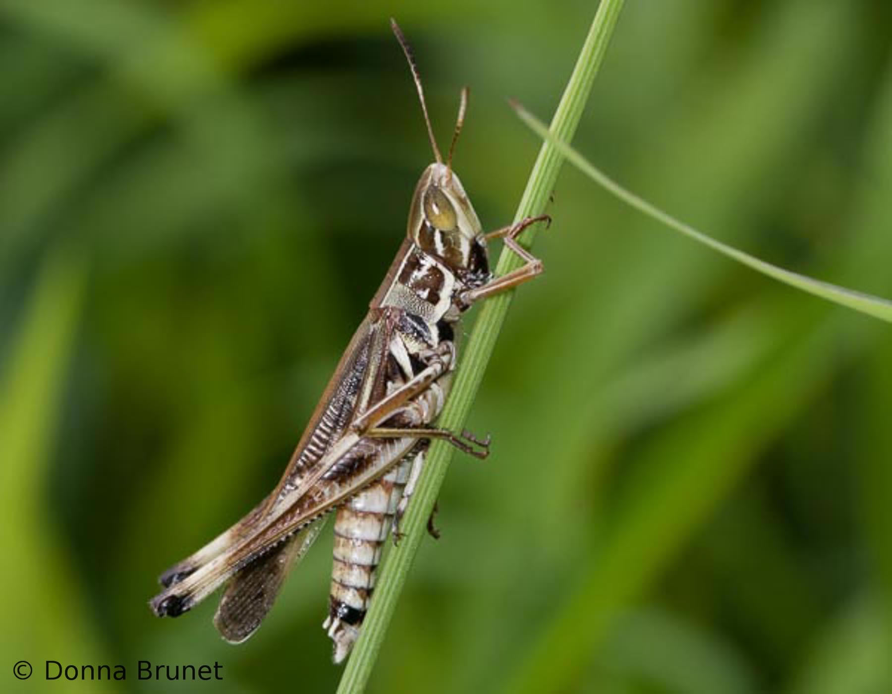 Grasshopper Calling! | Missouri Department of Conservation