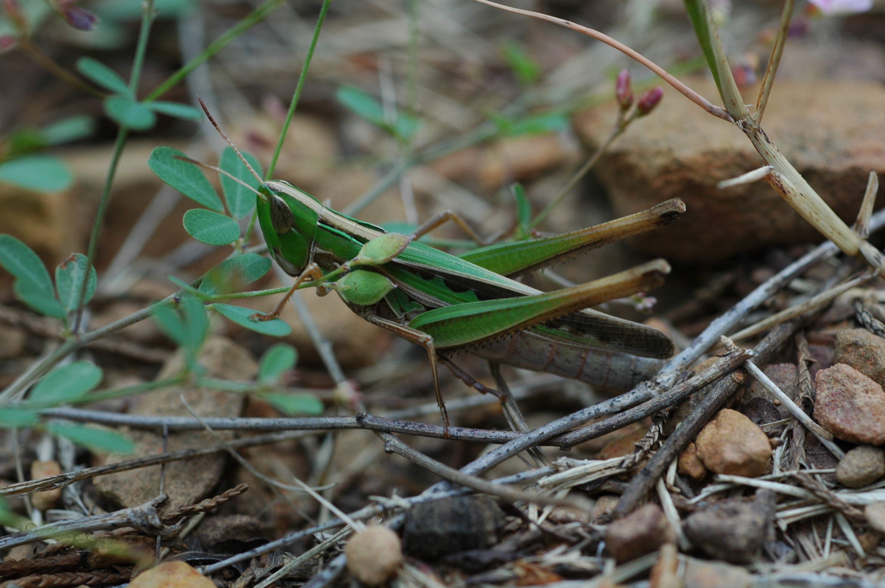 File:Admirable Grasshopper.JPG - Wikimedia Commons