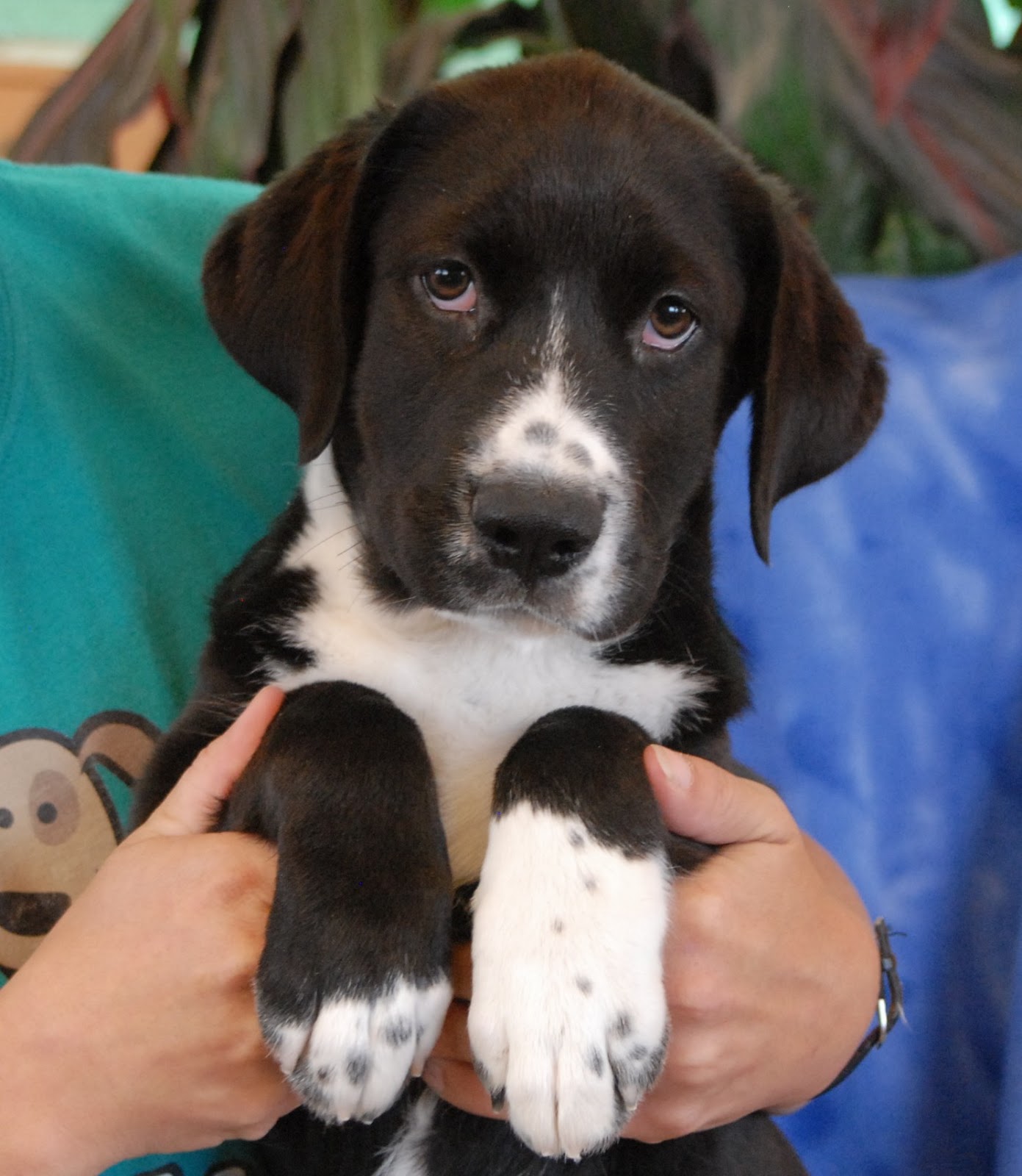 Nevada SPCA Animal Rescue: Adorable Border Collie mix puppies ...