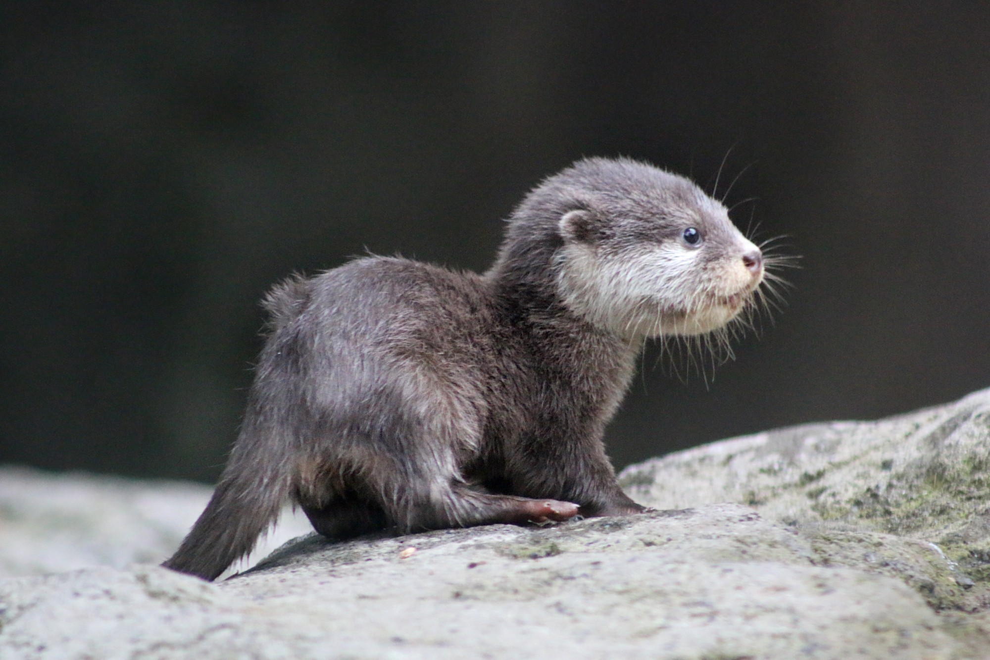 10 facts you might not know about the adorable otter