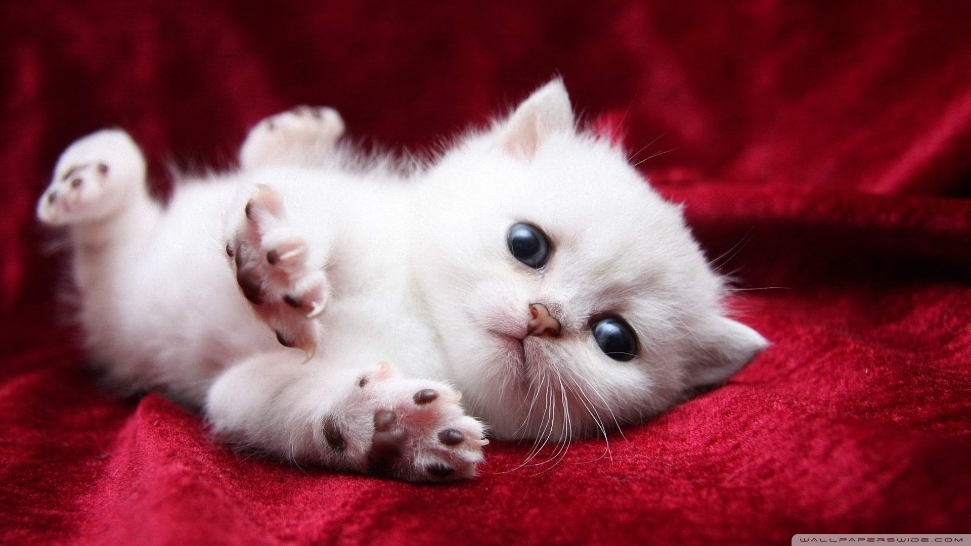 18 Adorable kitty cat wallpapers