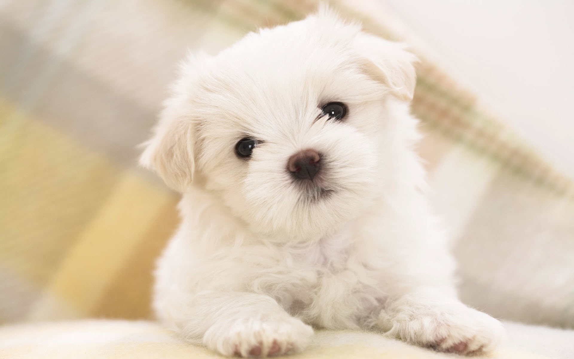 Adorable White Fluffy Maltese Puppy desktop wallpaper | WallpaperPixel