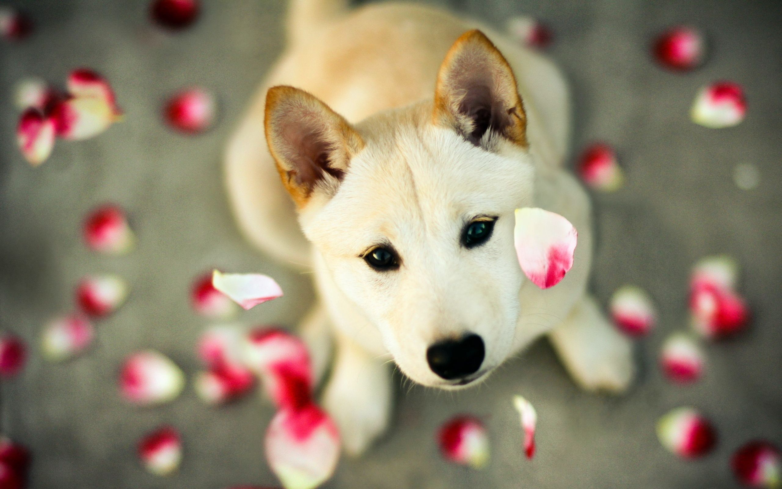 adorable dog photos | Cute Dog Pictures 16 |HD Wallpapers Fan | Full ...