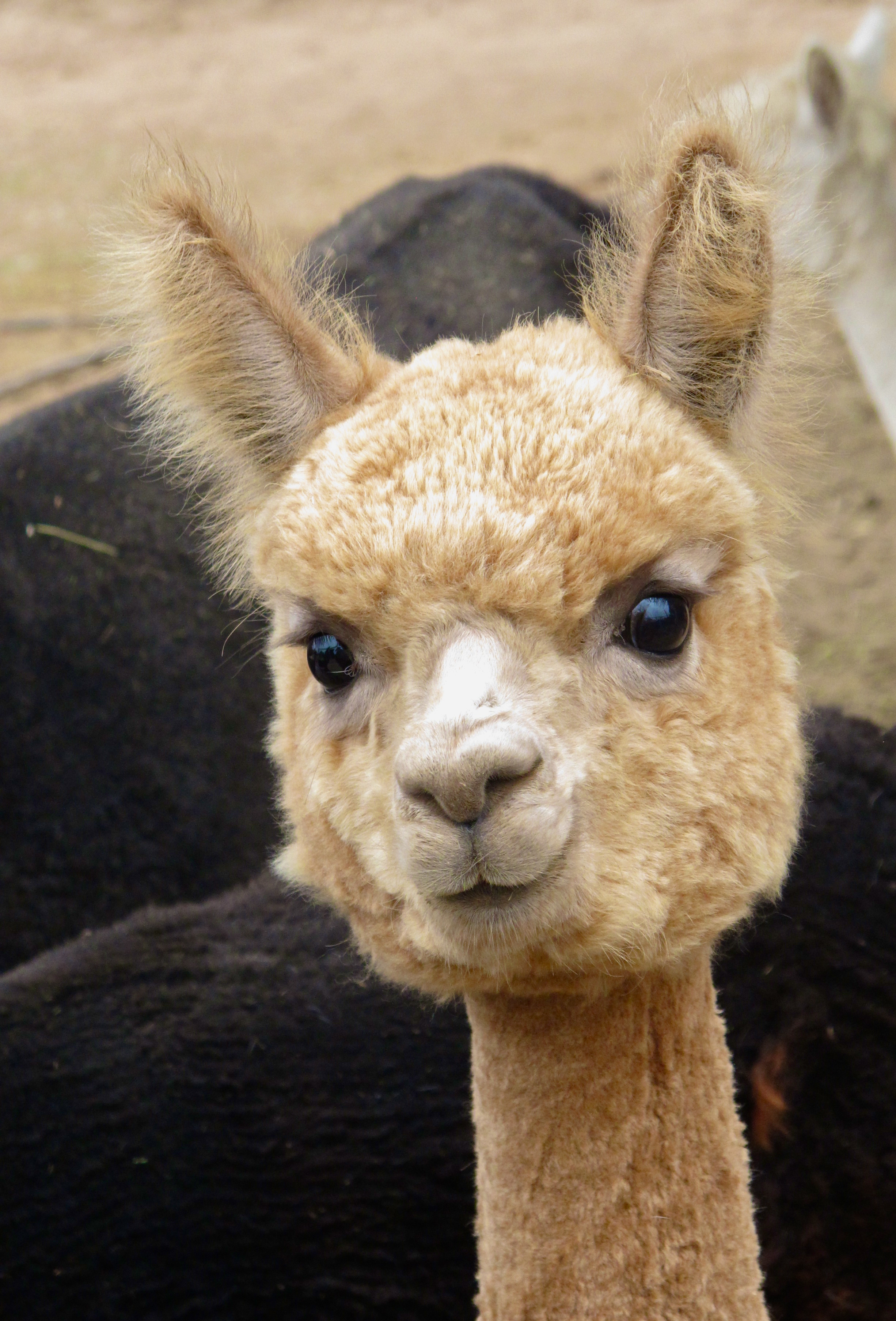 Sunday Snapshots: Lovely Llamas and Adorable Alpacas - The Silver Pen