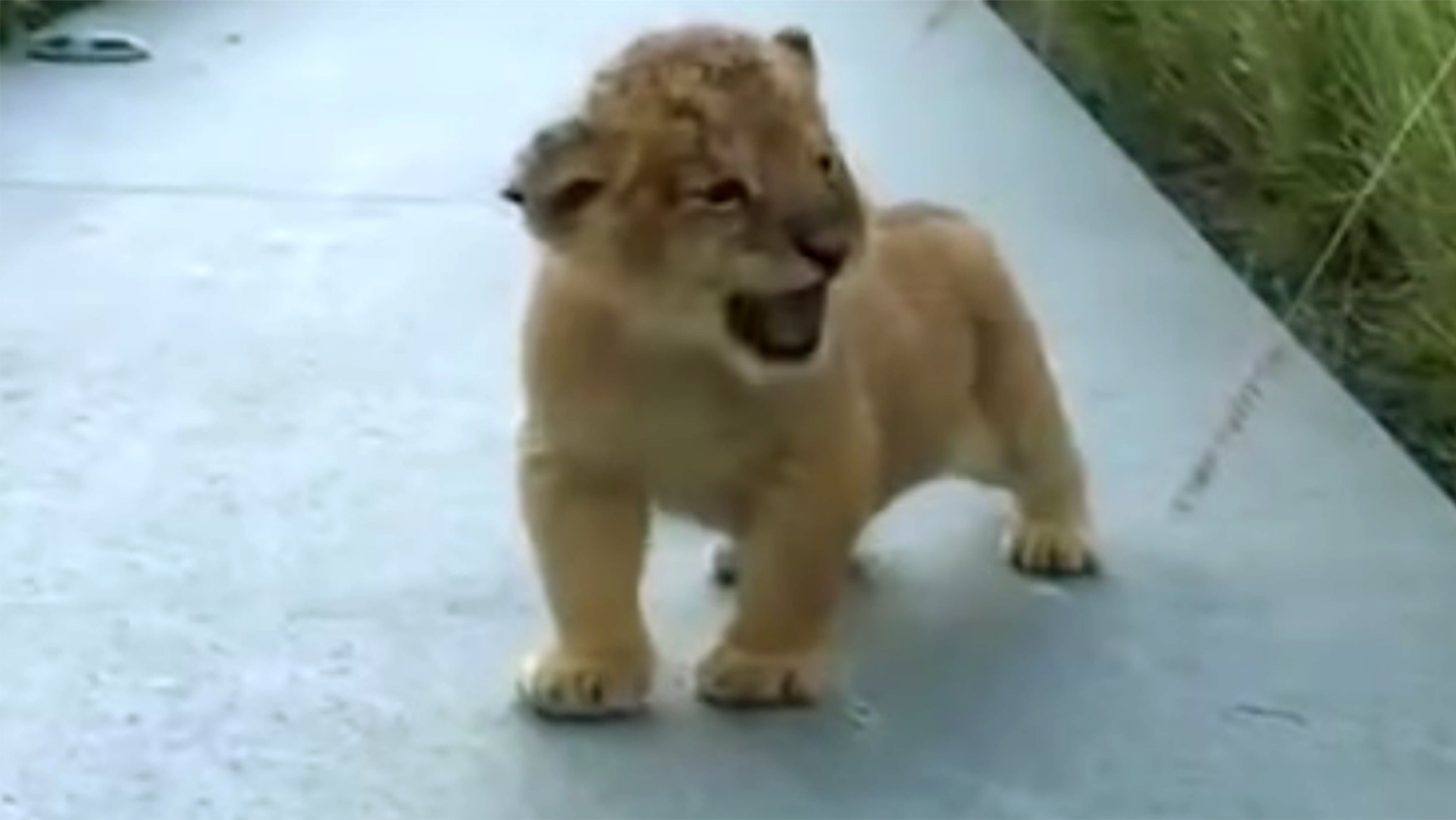 This adorable lion cub trying to roar is anything but ferocious