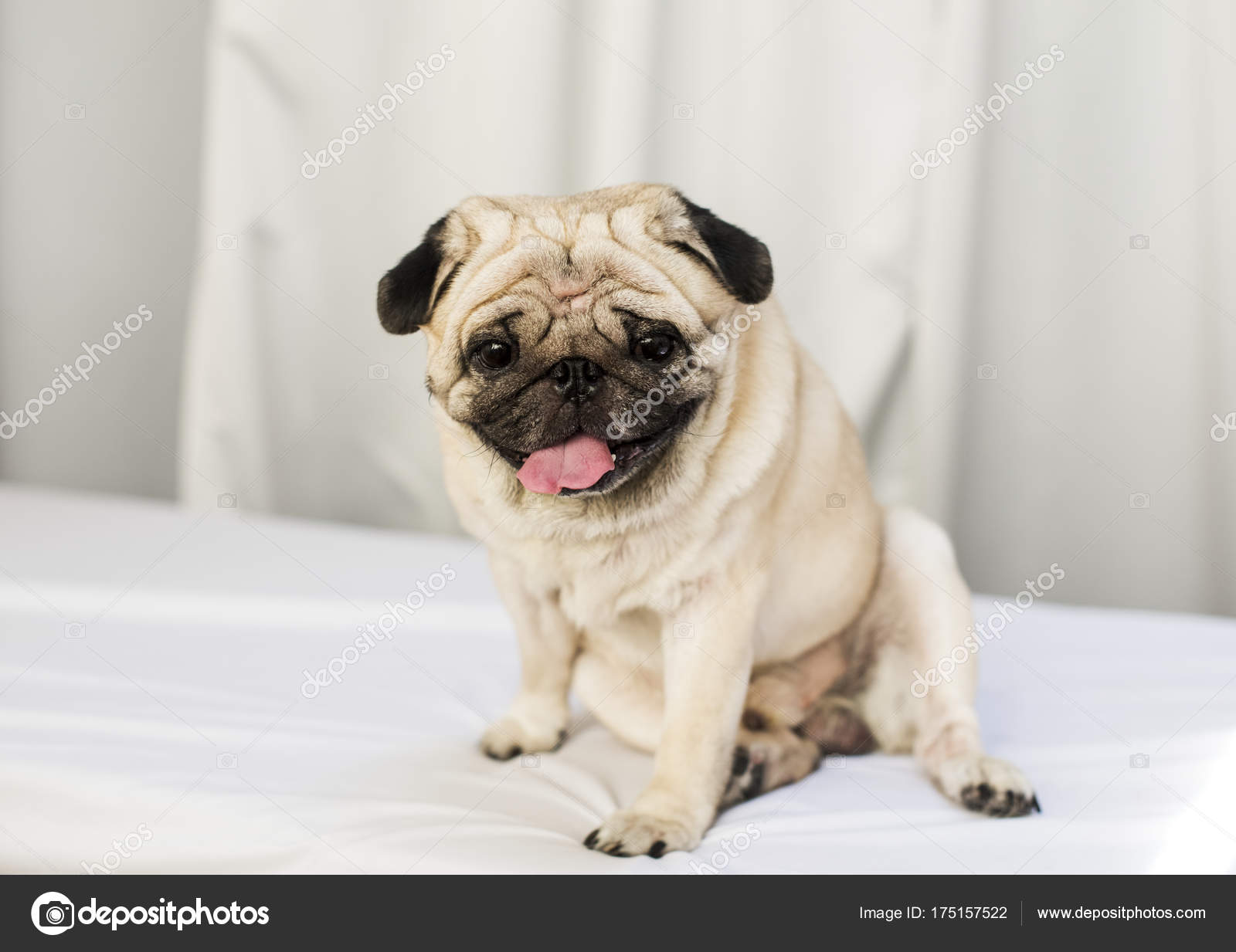 Adorable Friendly Pug Dog Original Photoset — Stock Photo © Rawpixel ...