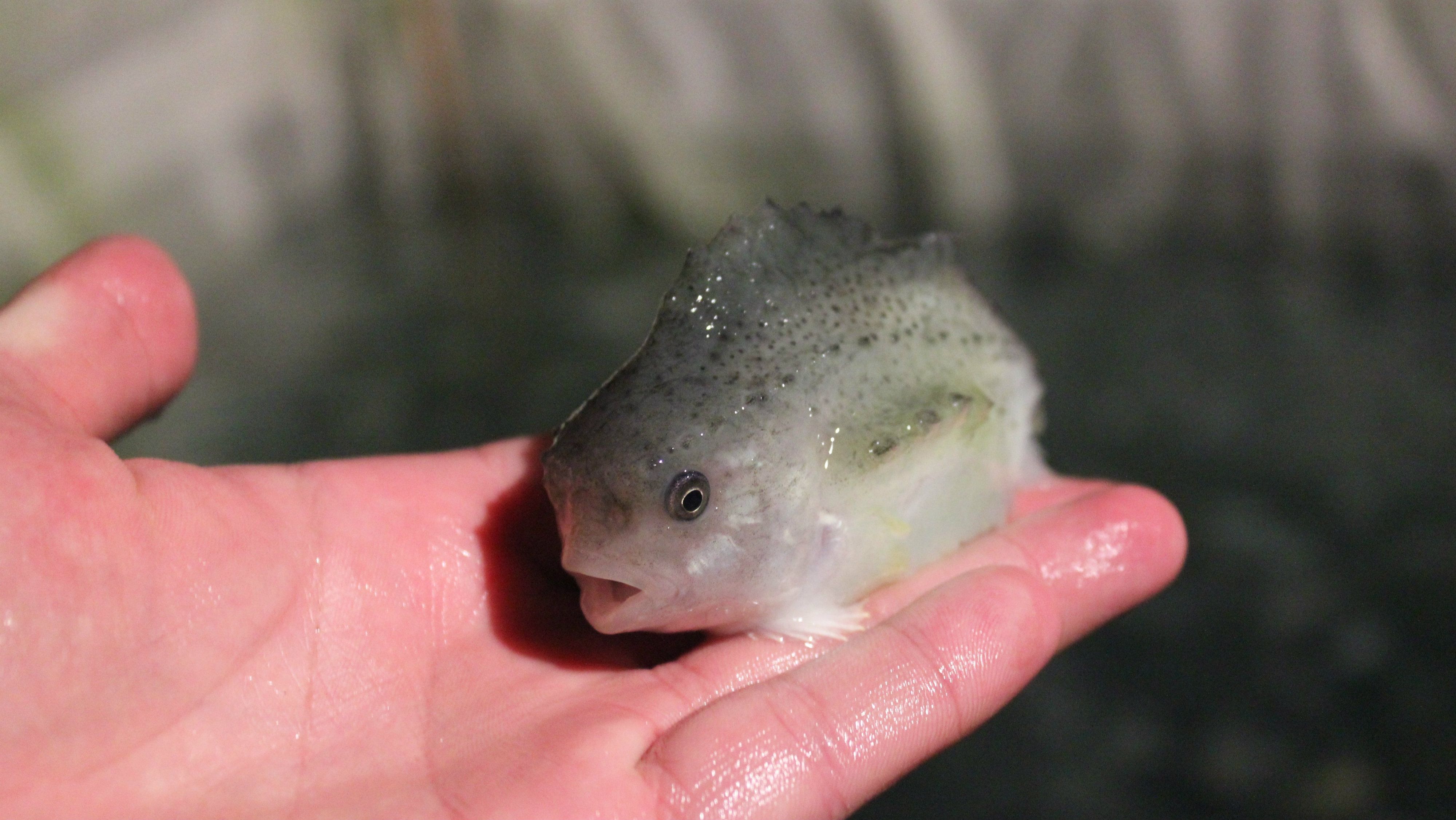 Meet the lumpsucker, the adorable fish revolutionizing salmon ...