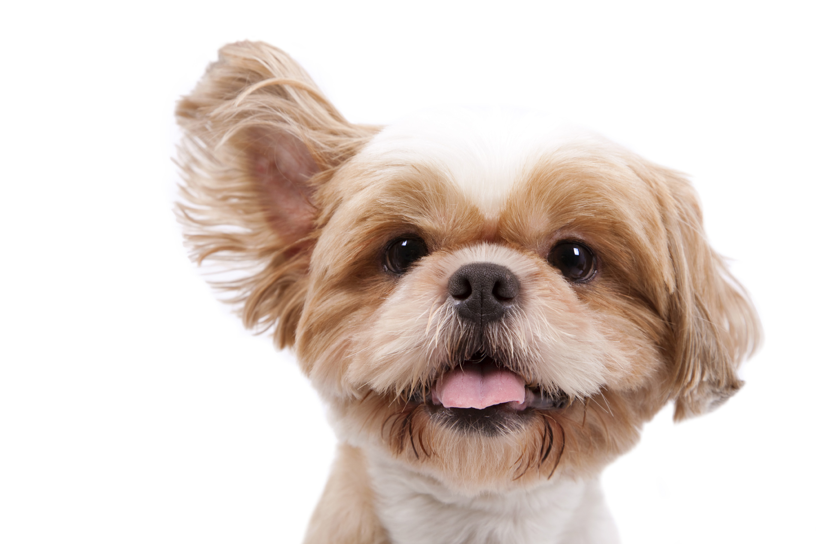 Adorable Dogs Grooming Spa | Full Service Dog Grooming in Dartmouth