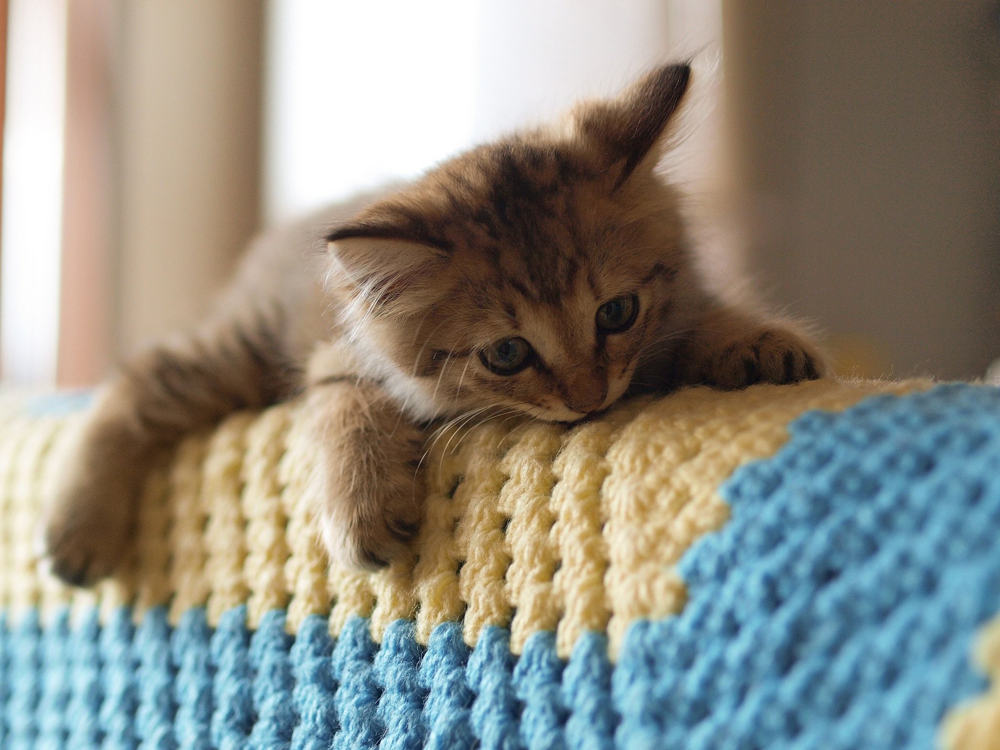 Baby Animals: Beautiful Cute Sweet Adorable Animal Cat Baby Animals ...