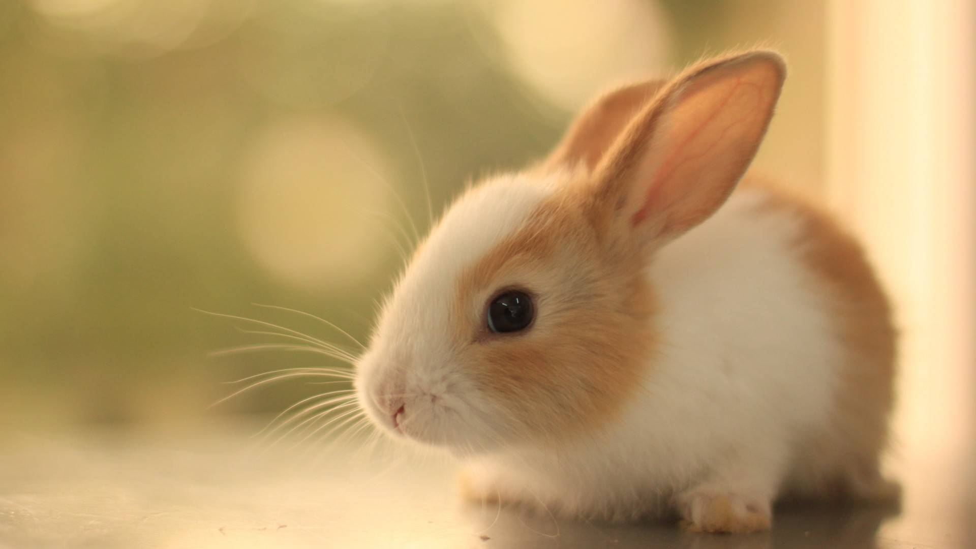 a dump of adorable bunnies! - Album on Imgur